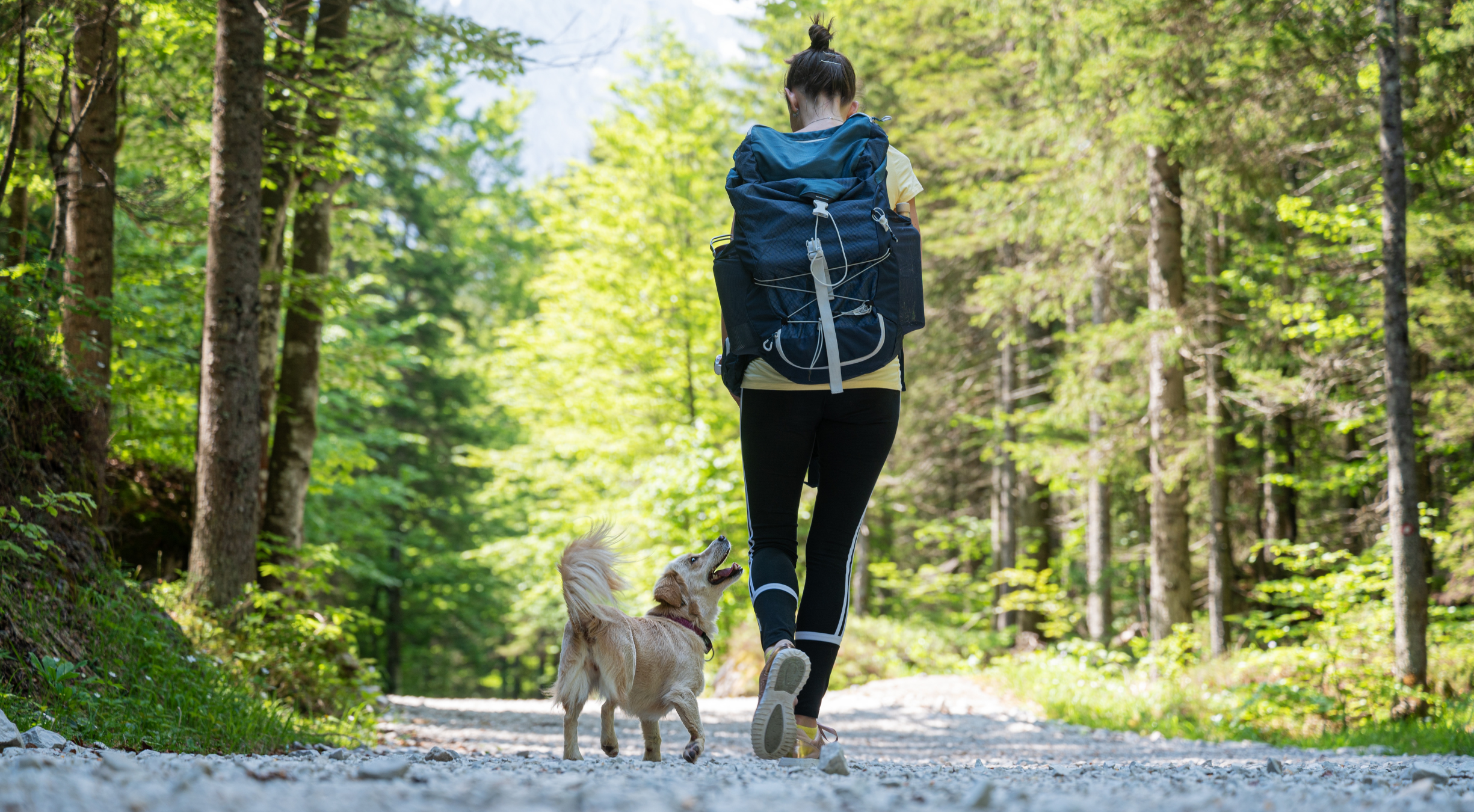 Essential Tips: Choosing Dog Gear for Hiking