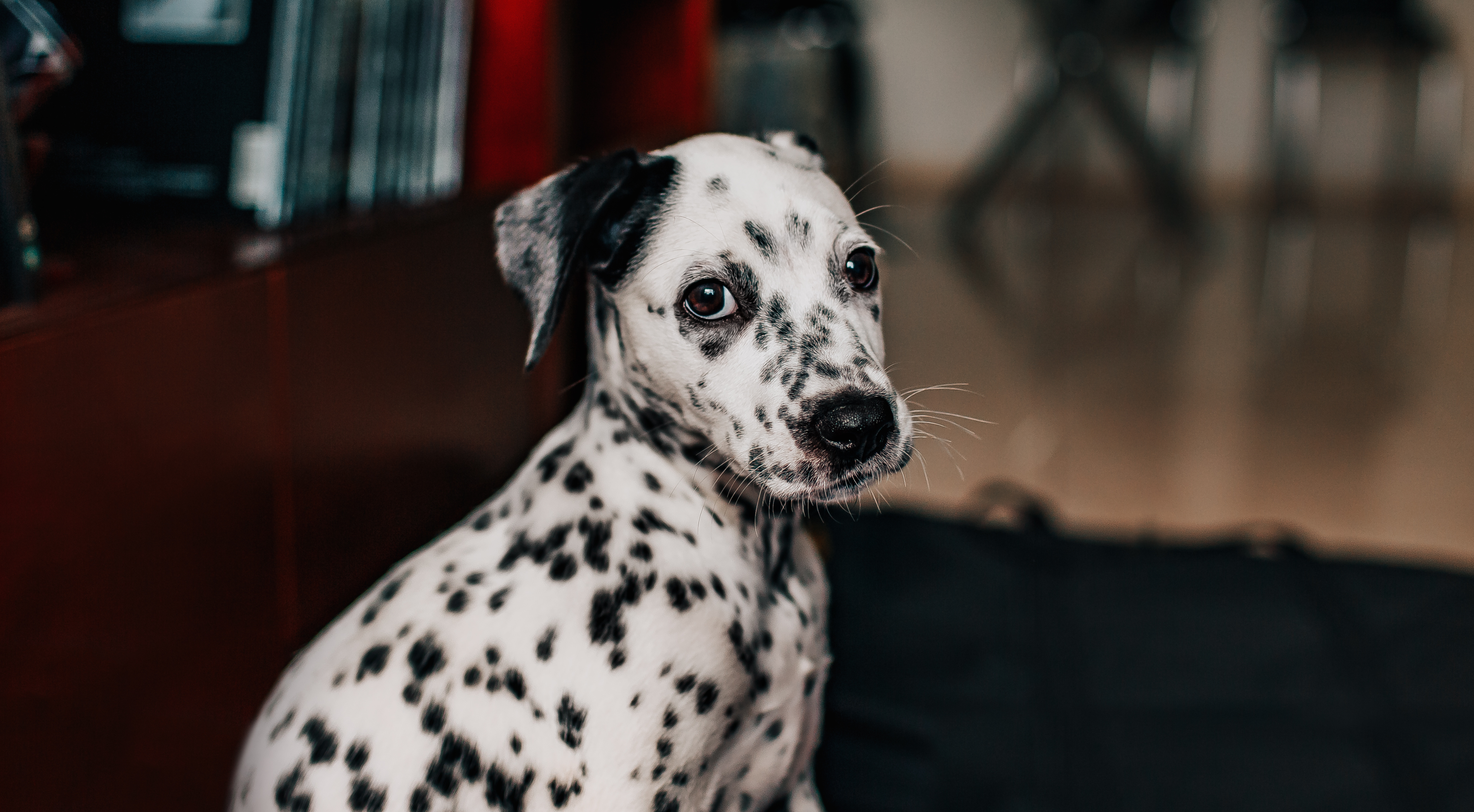 Why Do Dogs Give Us Side-Eye? Understanding Your Dog's Body Language