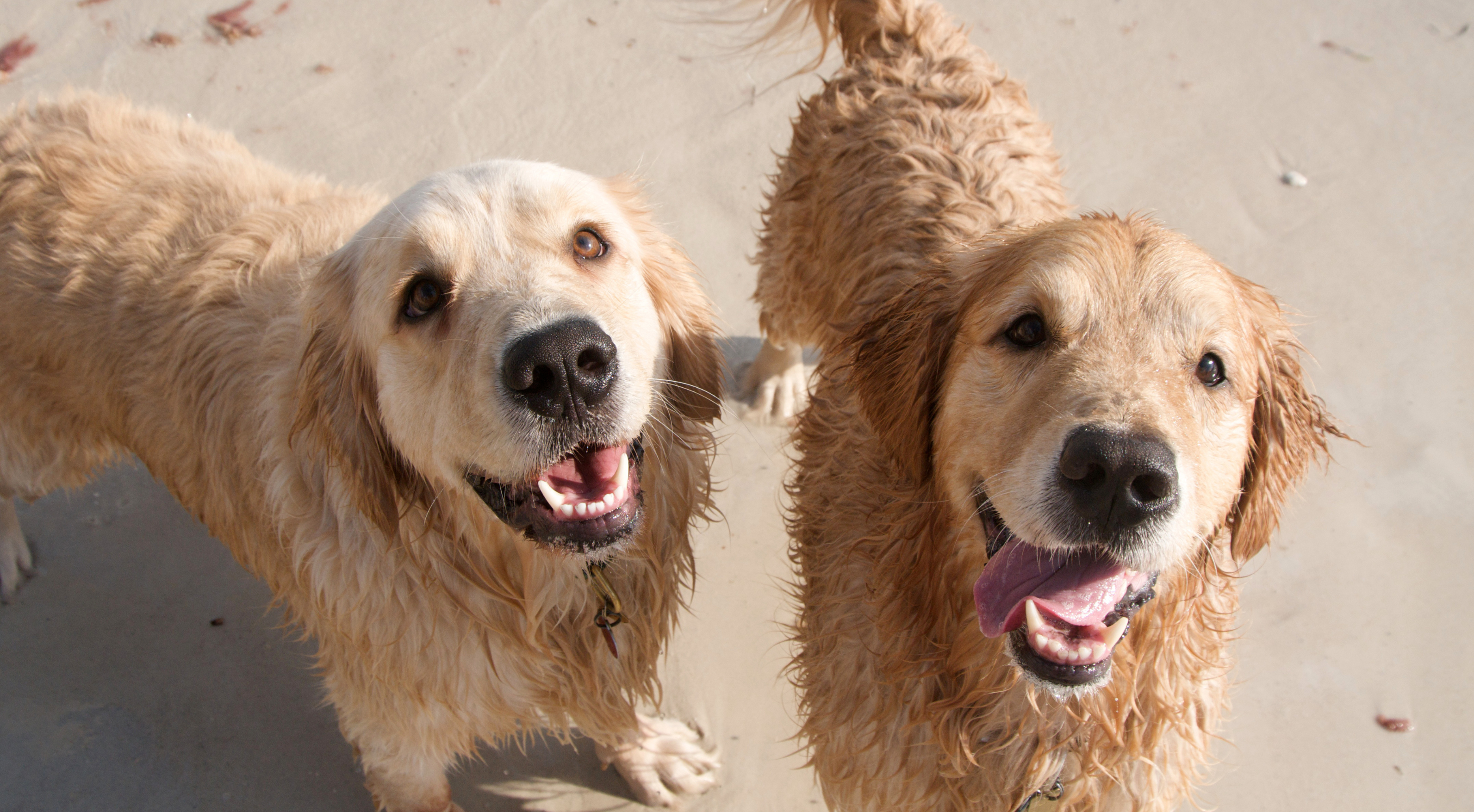Safety Tips For Taking Your Dog To The Beach: A Fun Day Out, Done Right