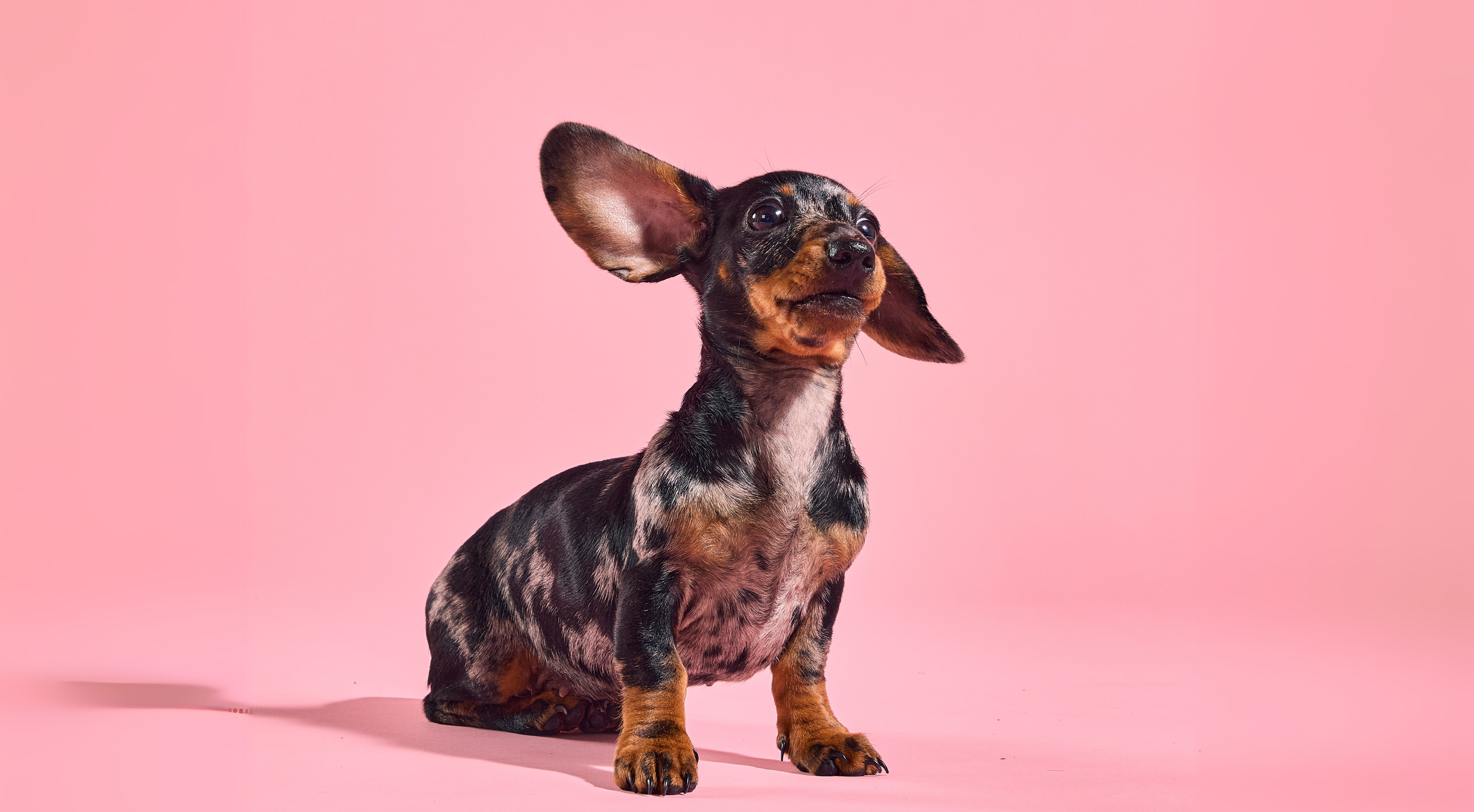 How to Teach Your Dog Recall - That Actually Works