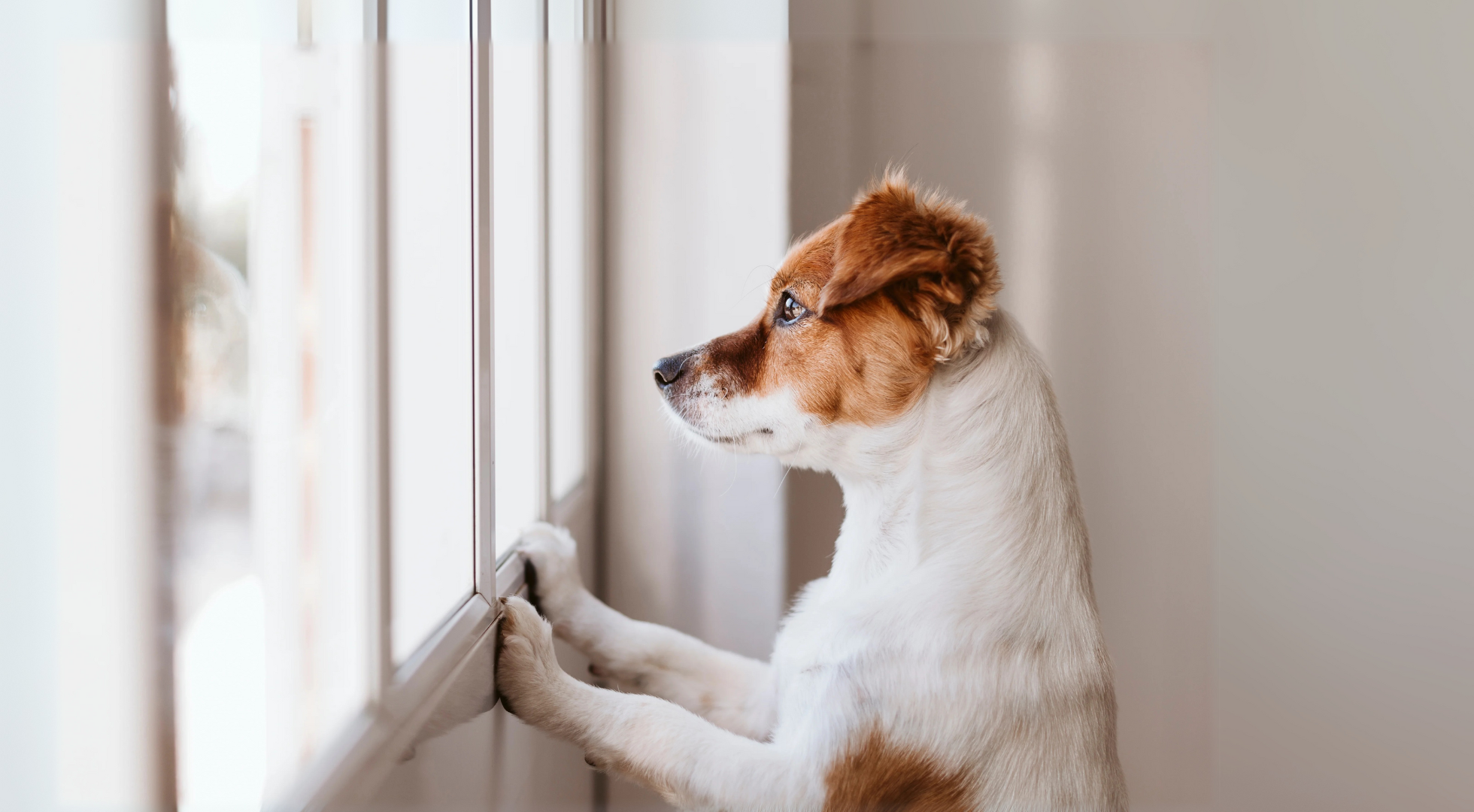 Top Tips for Leaving Your Dog Home Alone: A Guilt Free Guide