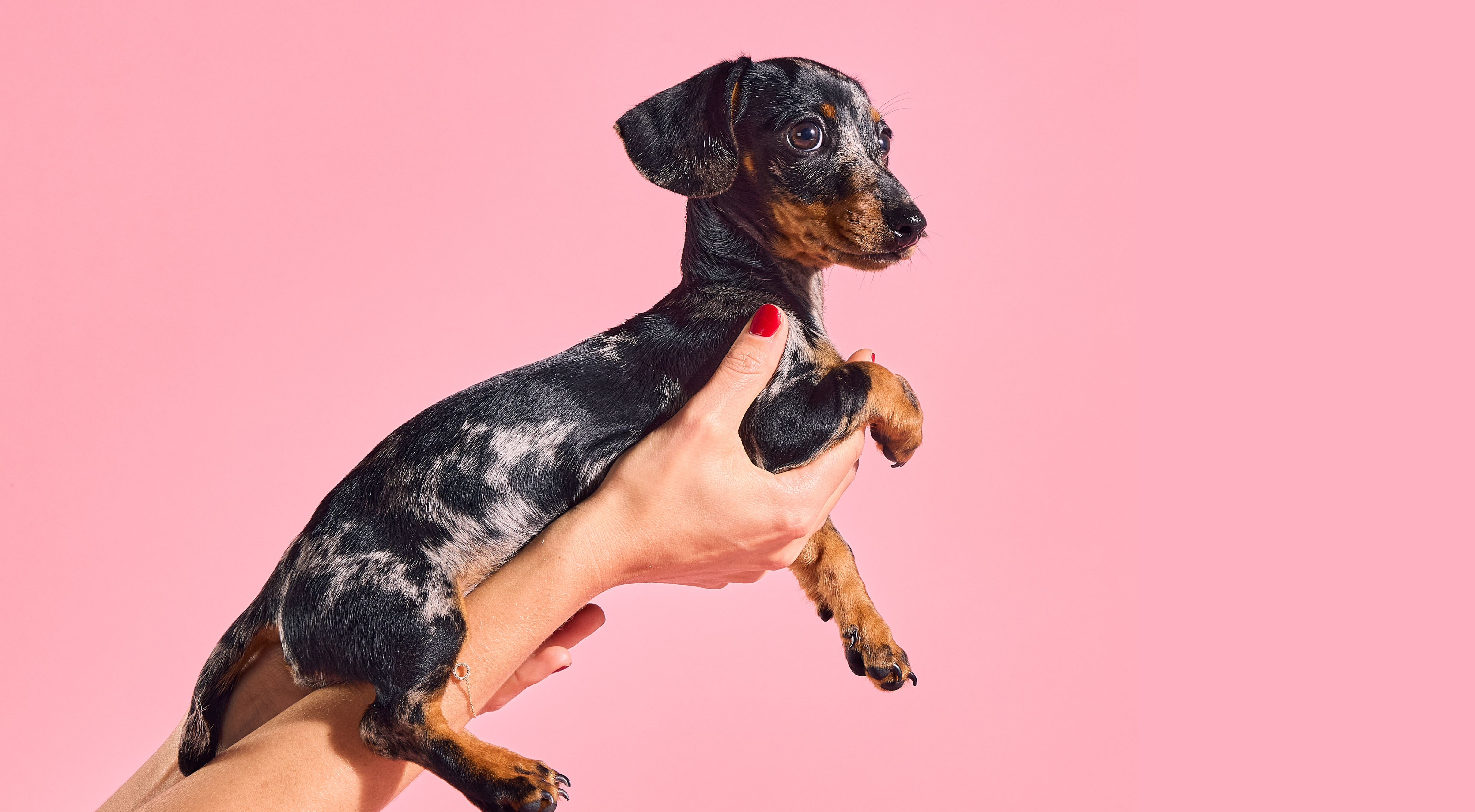 Puppy Survival Guide 3–4 Months: Essential Tips for Navigating Adolescence