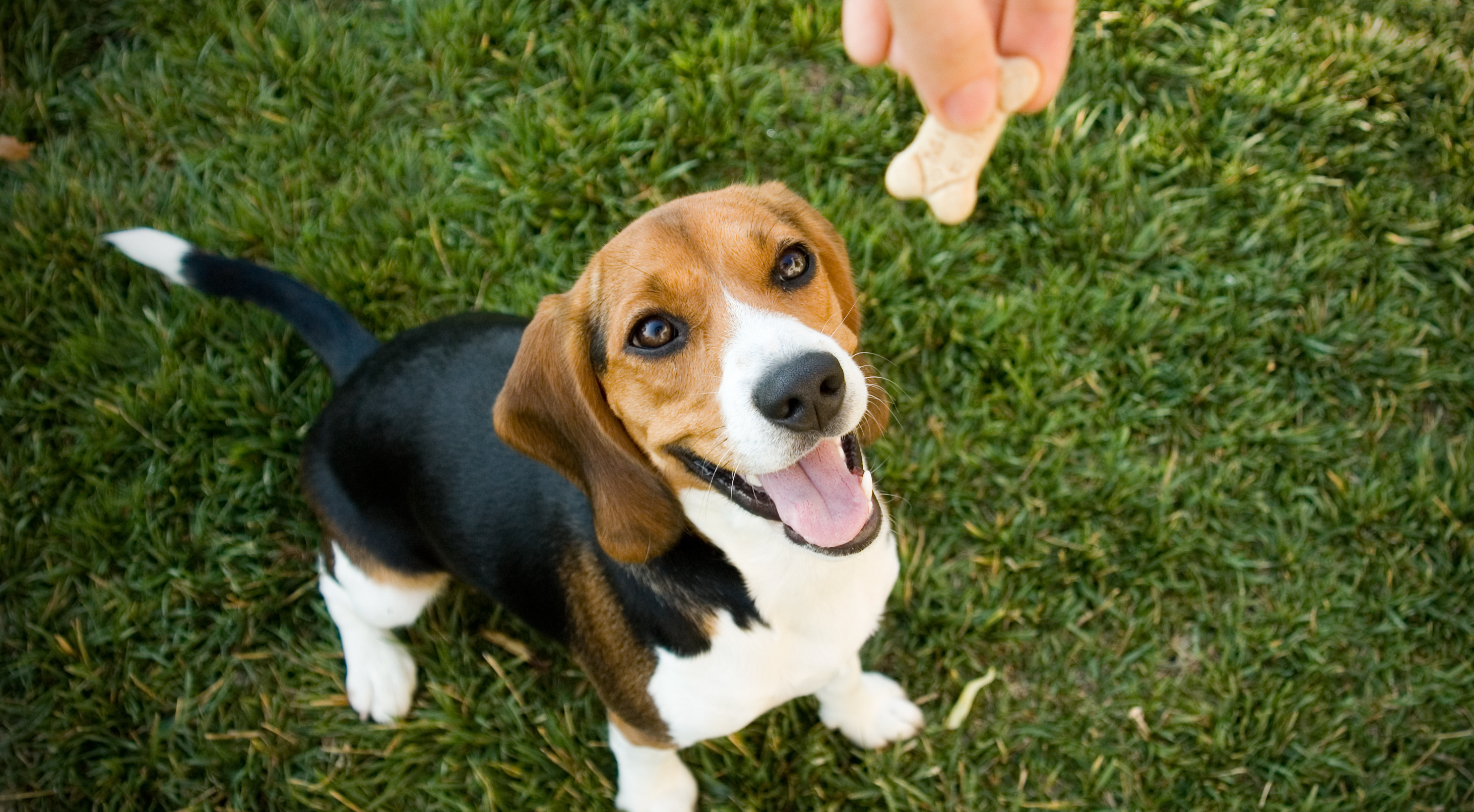 Can Dog Treats Make a Dog Sick? Understanding the Risks and Precautions