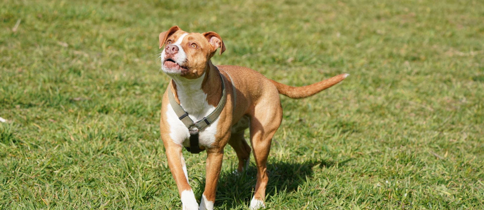 nutrition best dog food for pitbull puppies to gain weight