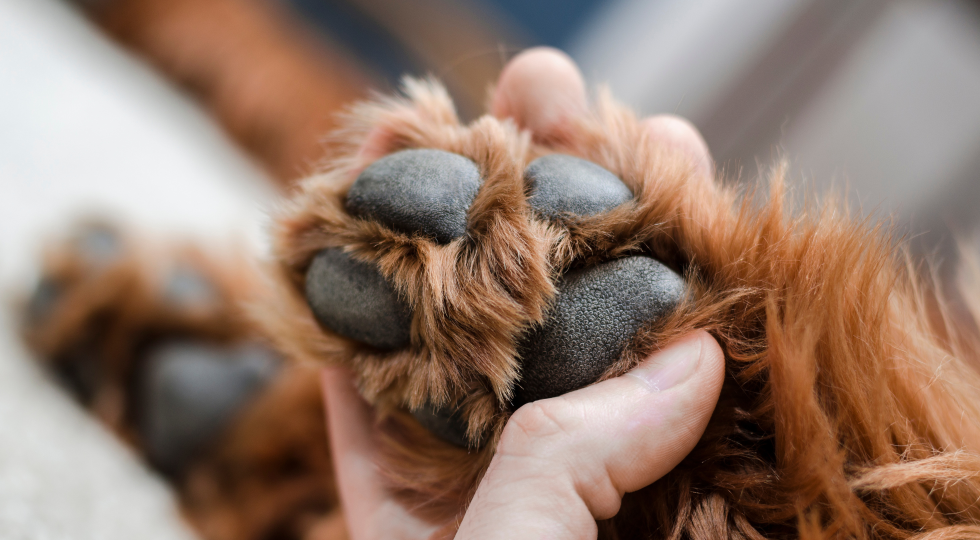 How to Clean Your Dog’s Paws After a Walk: Quick and Easy Guide