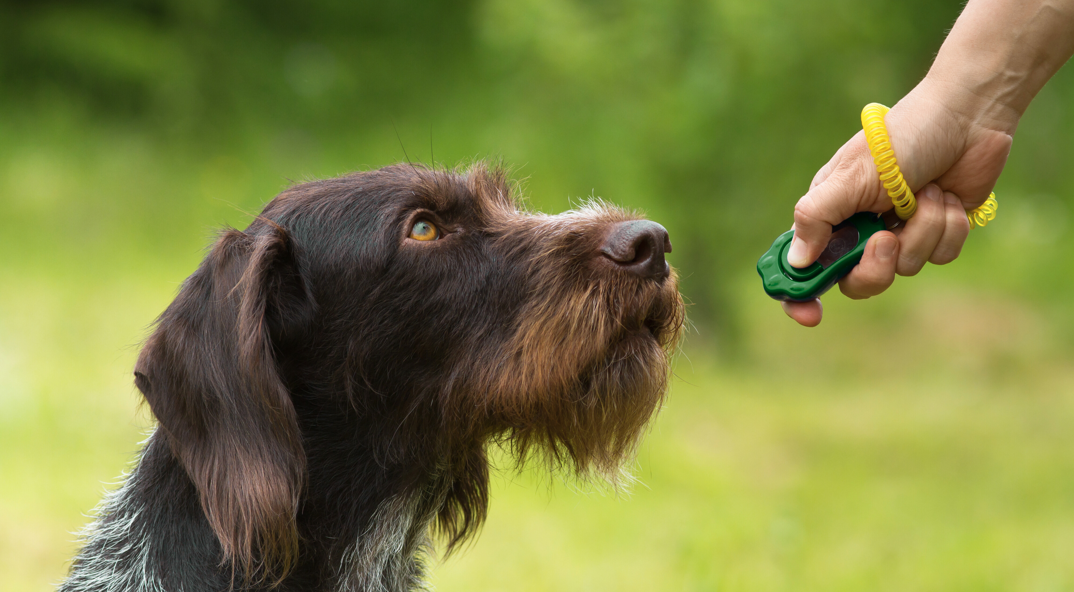 How To Clicker Train Your Dog: A Friendly Guide To Positive Reinforcement