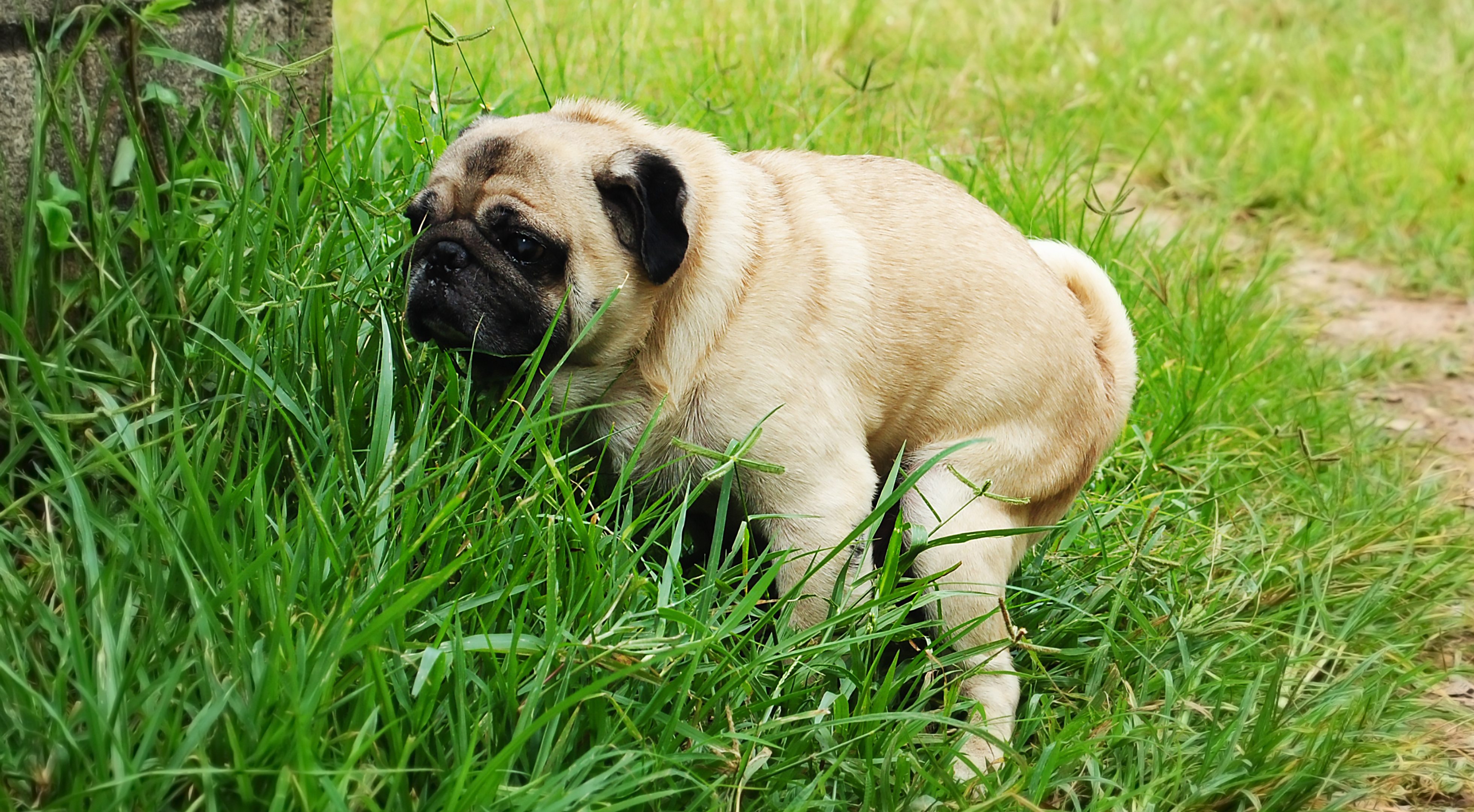 What To Give Dogs For Diarrhoea: Vet Reviewed Guidance