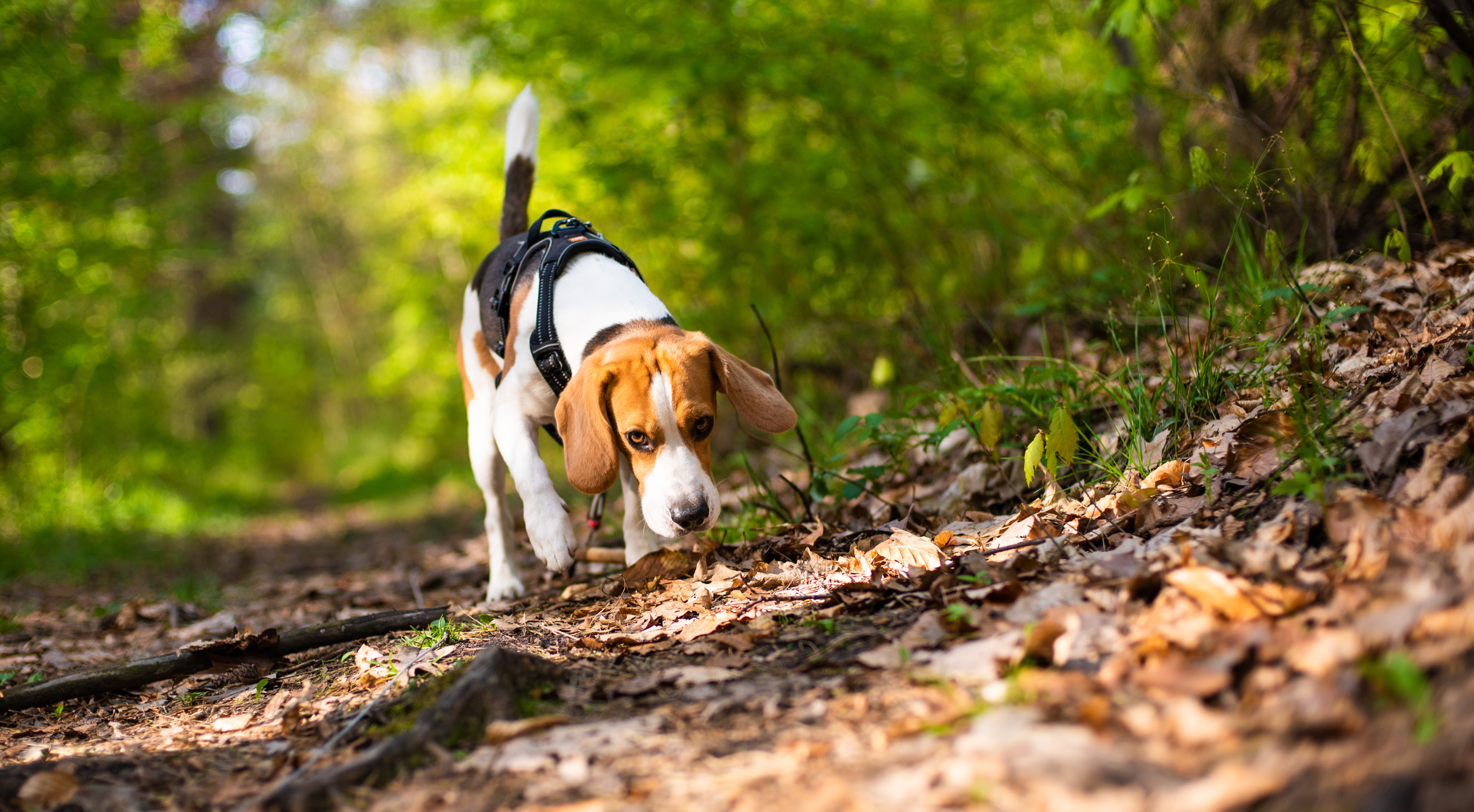 What To Do If Your Dog Eats Something Dangerous: Fast Steps and Tips for Pet Parents