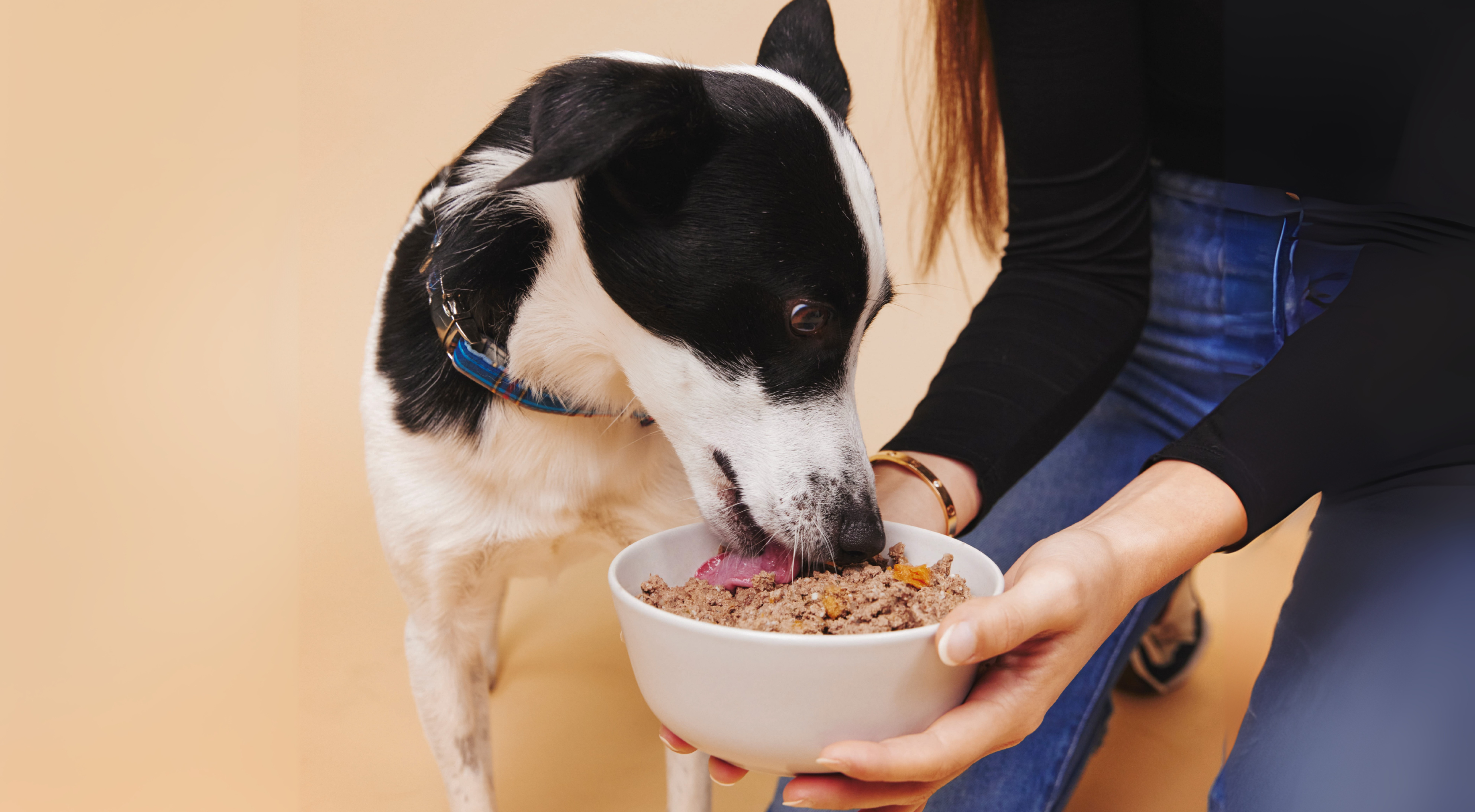 The Key Role of Fibre in Your Dog’s Diet: How Much, What Kind, and From Which Sources?