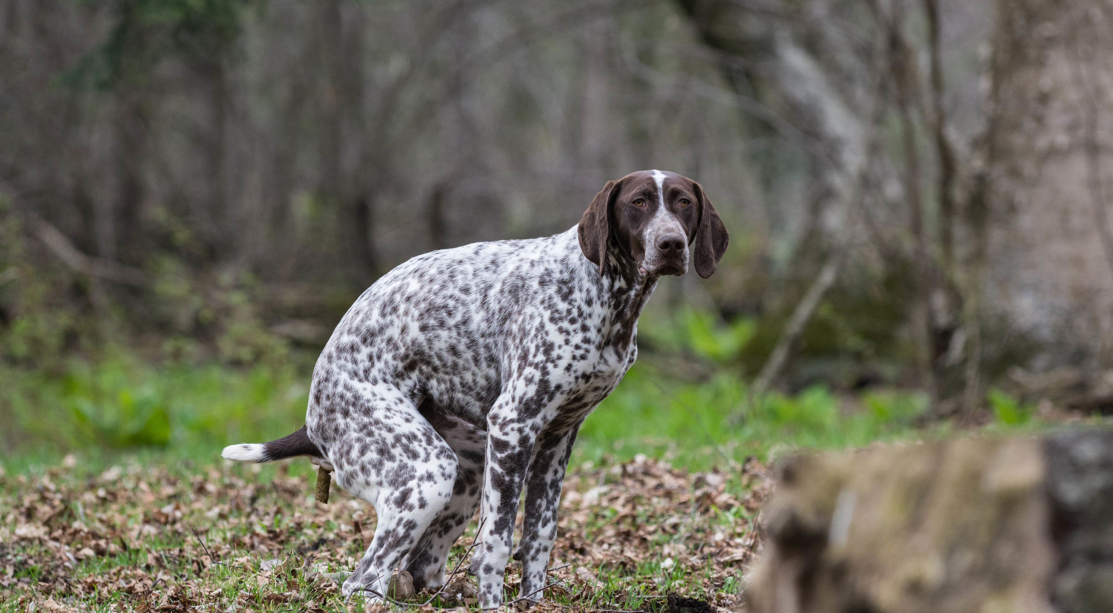 The Facts on Fibre in Dog Food: What Every Owner Should Know