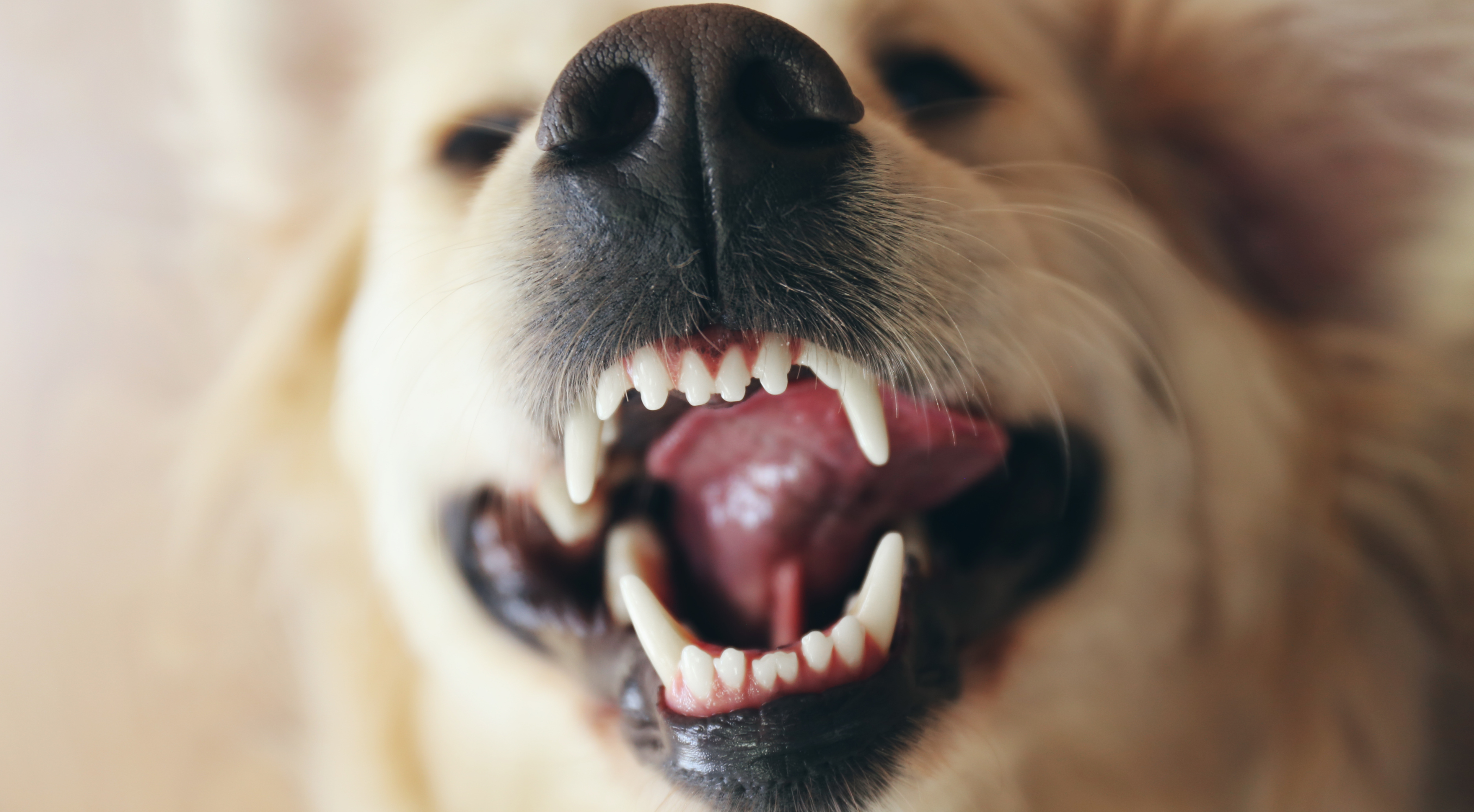 Close-up photograph focusing on the mouth of a golden retriever showing teeth and gums, emphasizing a dog's mouth anatomy.