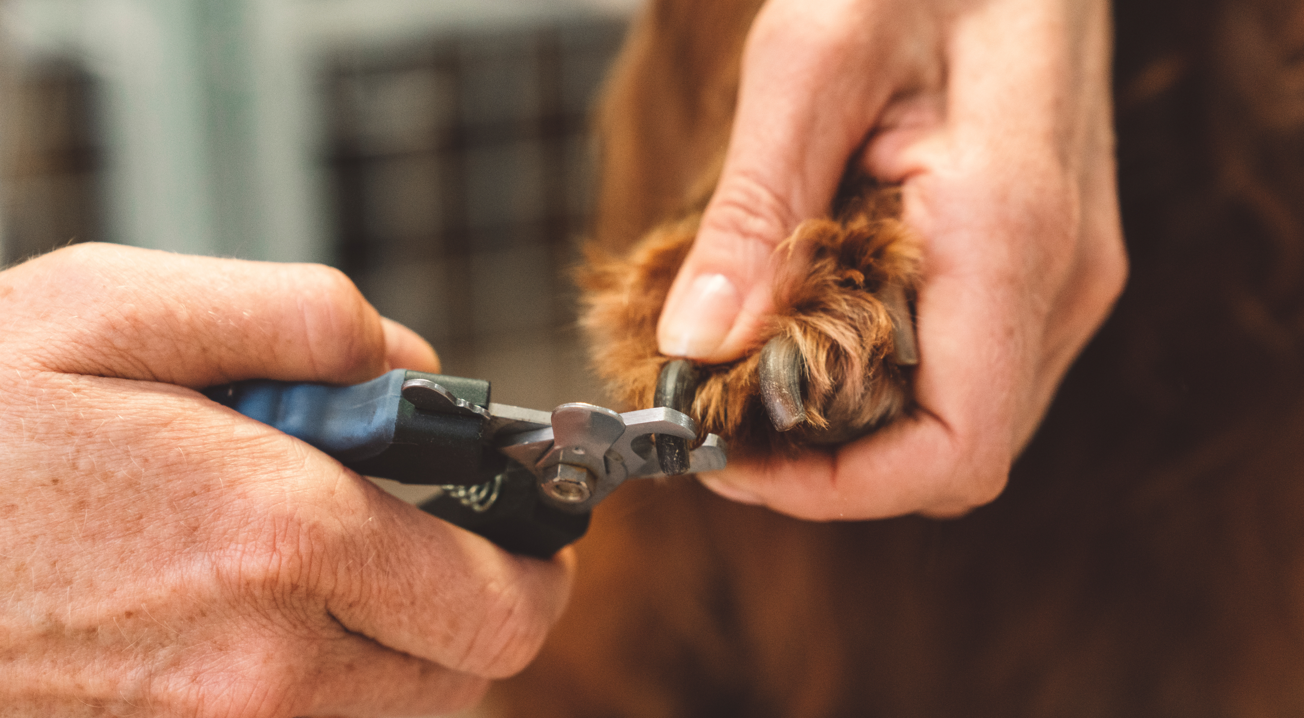 What To Do If You Trim Your Dog’s Nails Too Short: Quick Solutions and Care Tips