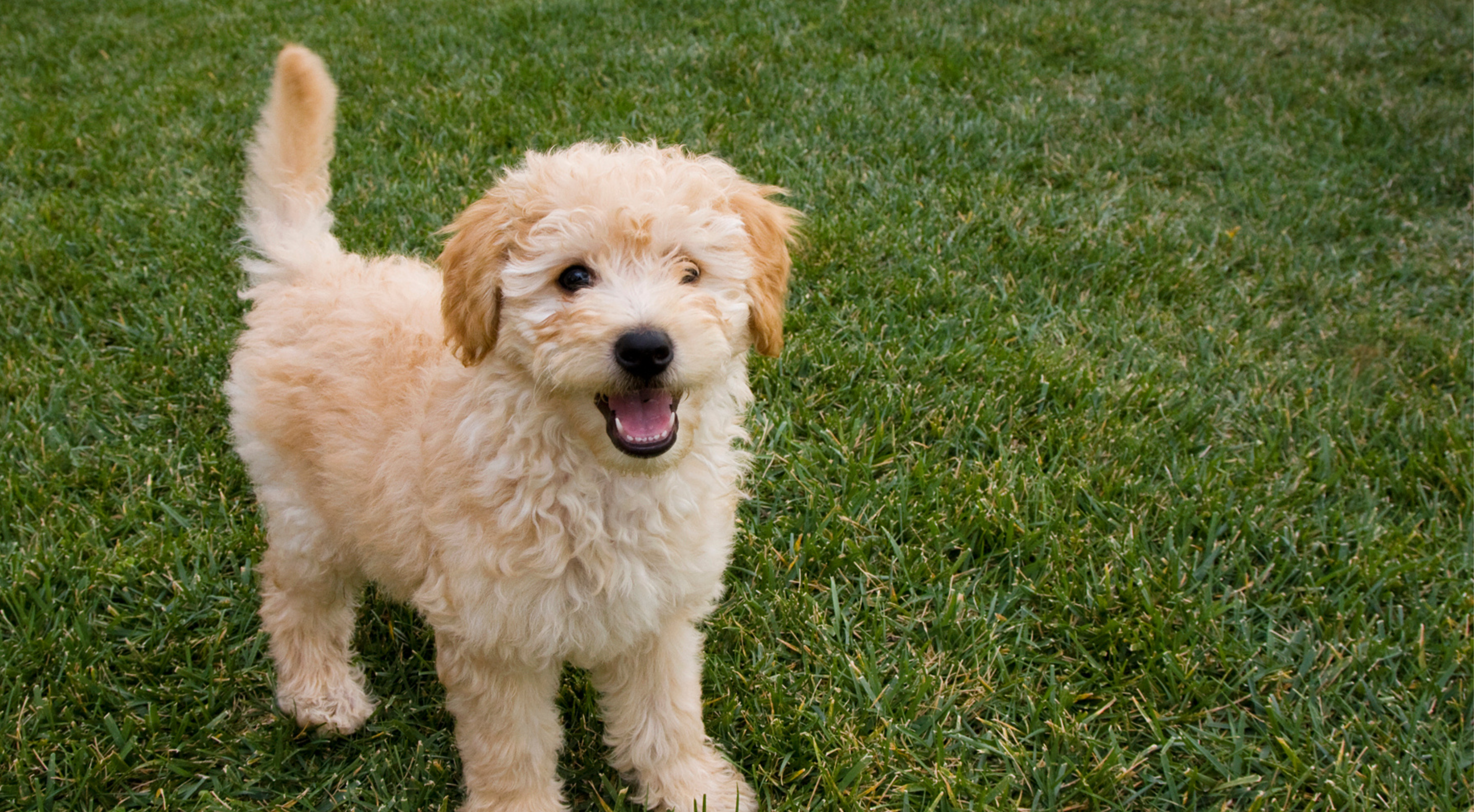 How to Help Your Puppy Sleep Through the Night – The Ultimate Guide