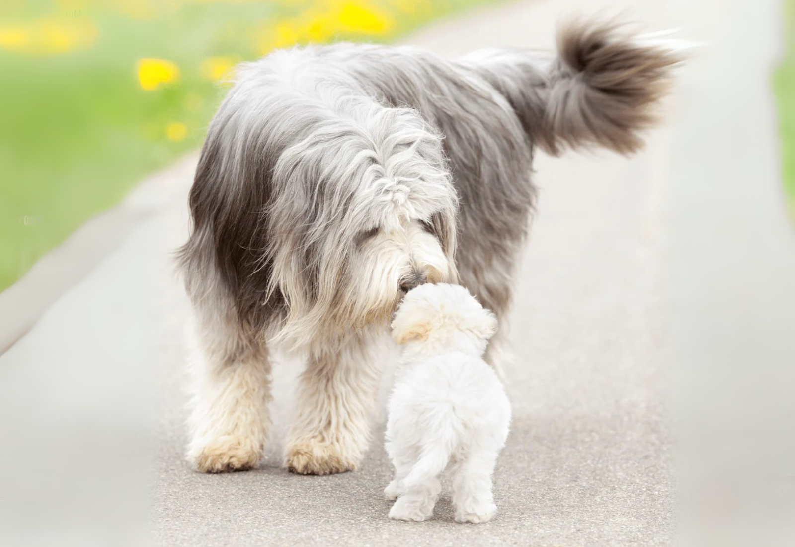 Socialising Your Puppy: How to Raise a Confident, Connected Puppy
