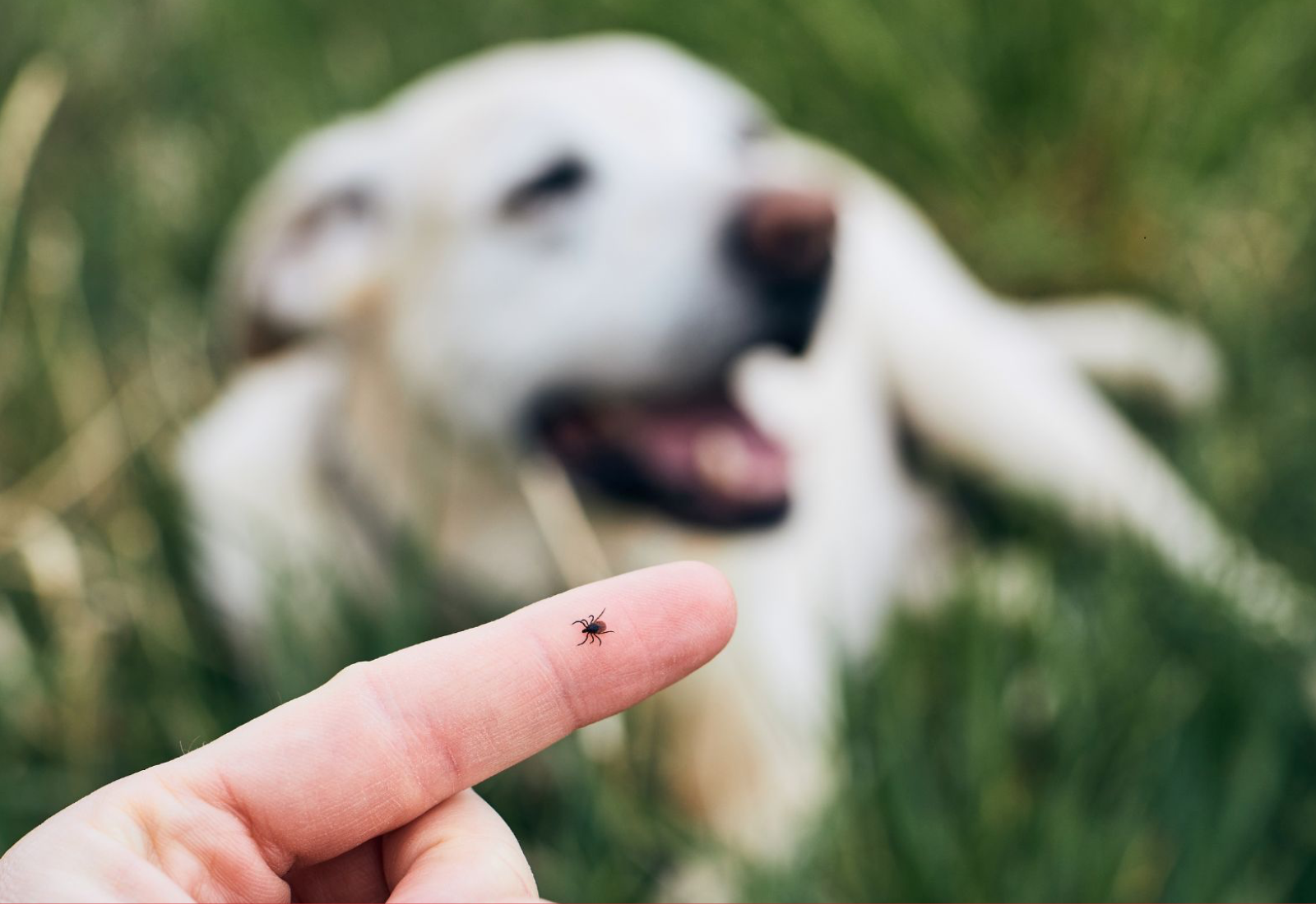 Flea and Tick Prevention in Dogs: A Vital Health Guide