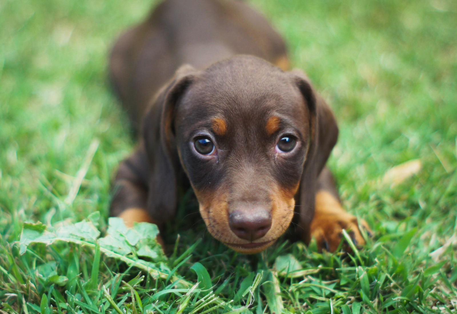 Puppy Survival Guide 3–4 Months: Essential Tips for Navigating Adolescence