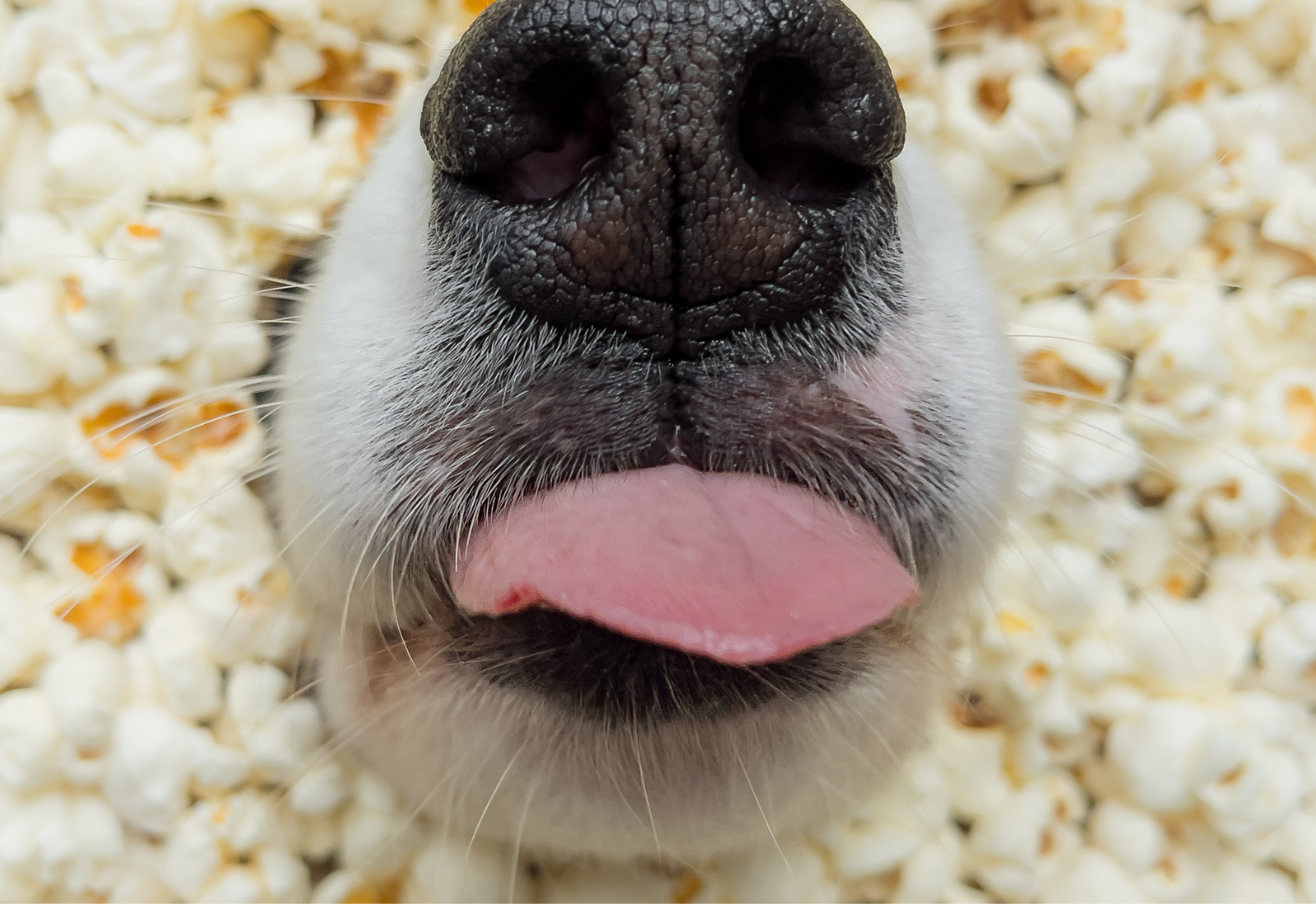 Can Dogs Eat Popcorn? Understanding the Risks and Safe Practices