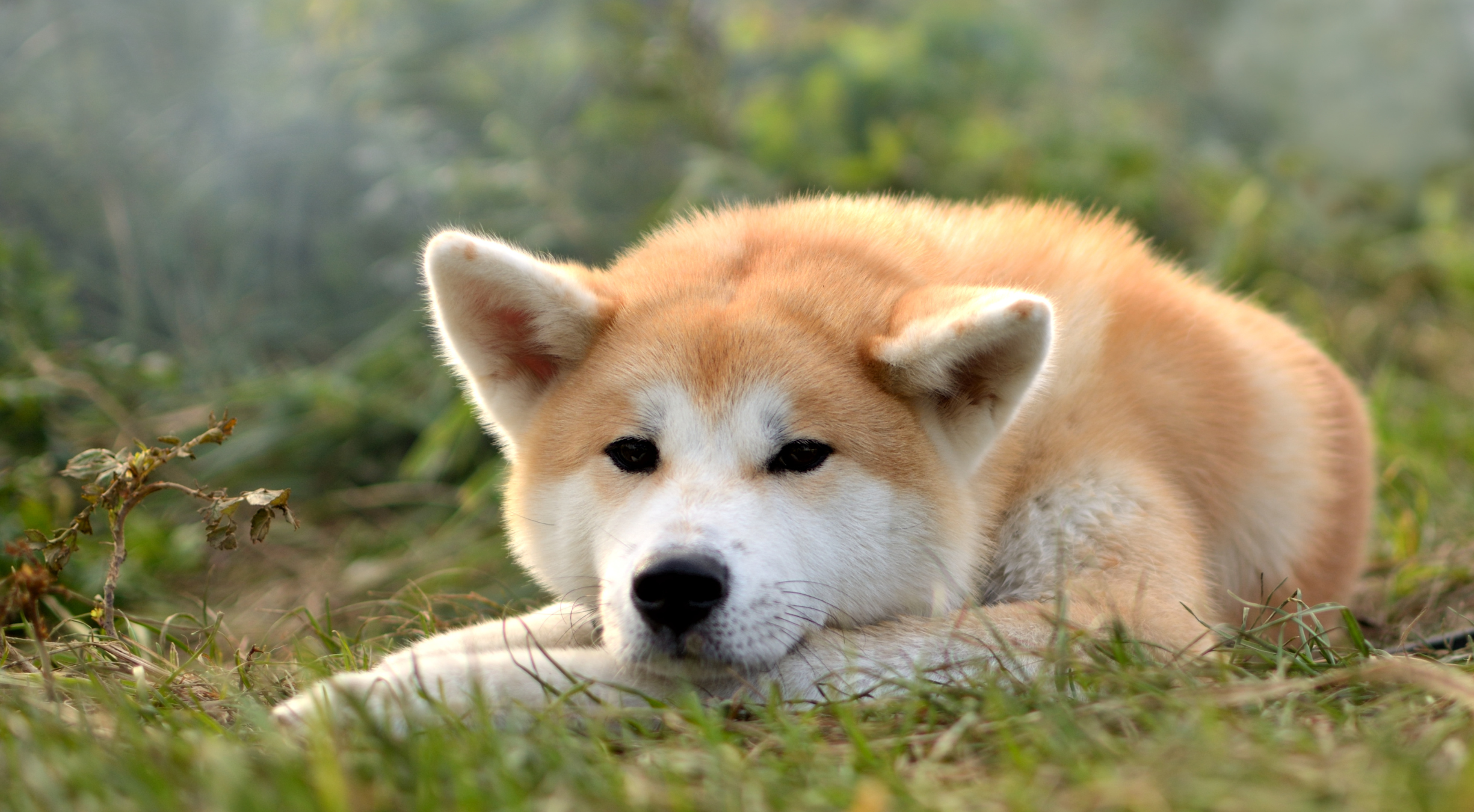 Akita dog outdoors — best dog food for Akitas