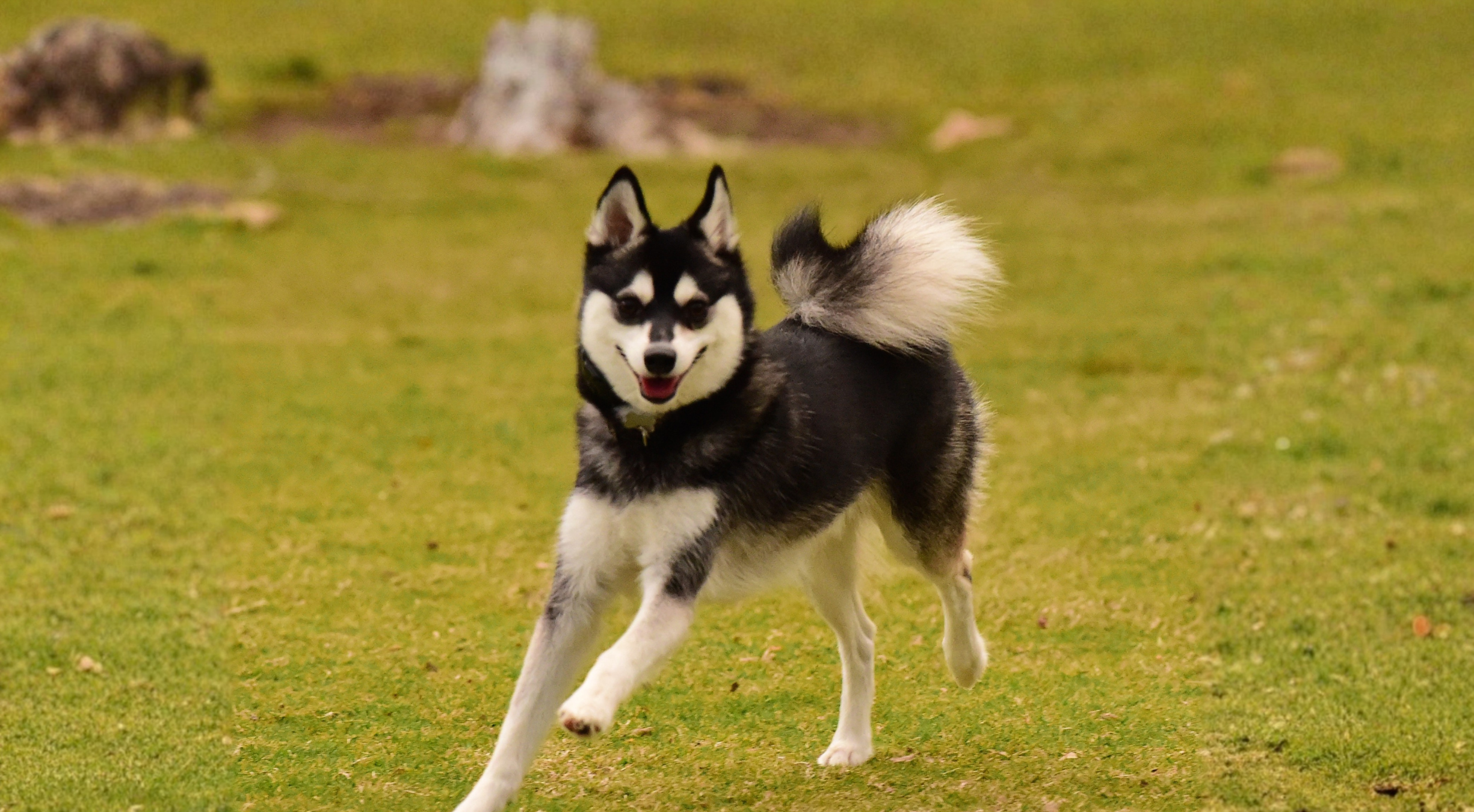 What is the best dog food for an Alaskan Klee Kai?