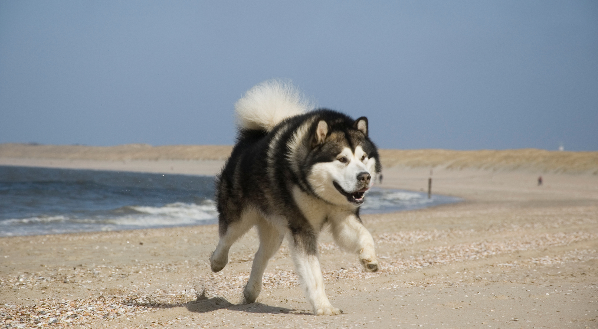 What is the best dog food for an Alaskan Malamute?