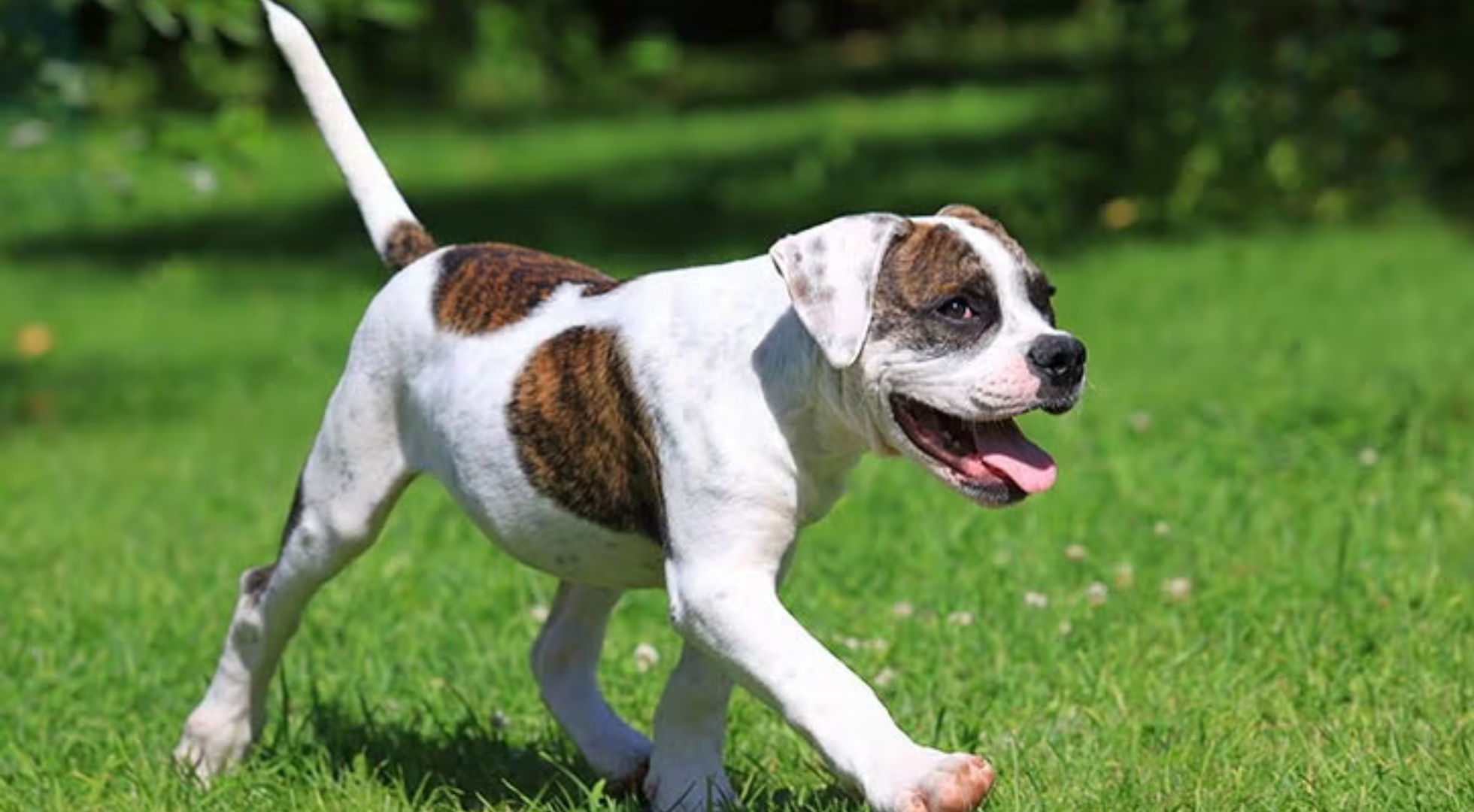 What is the best dog food for an American Bulldog?