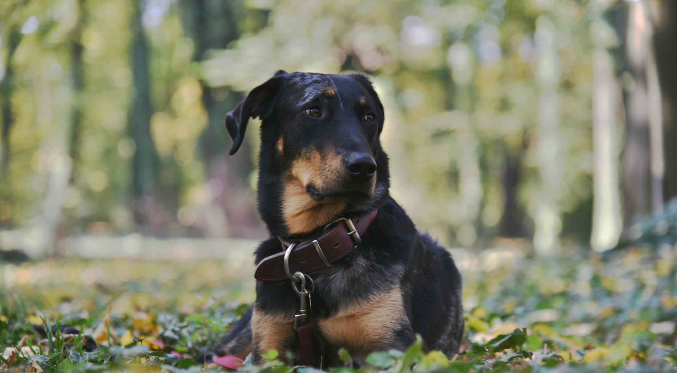 What is the best dog food for a Beauceron?