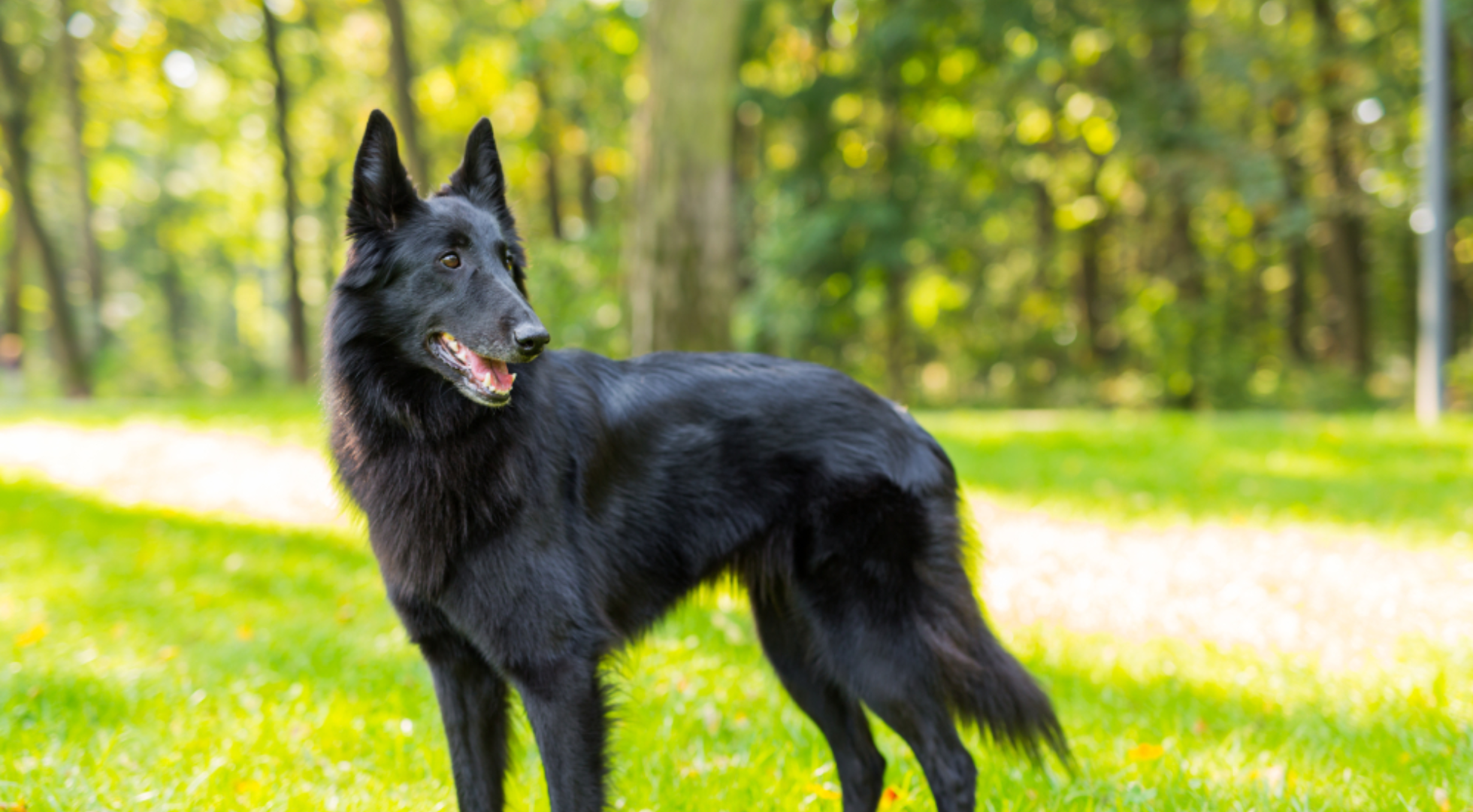 What is the best dog food for Belgian Sheepdogs?