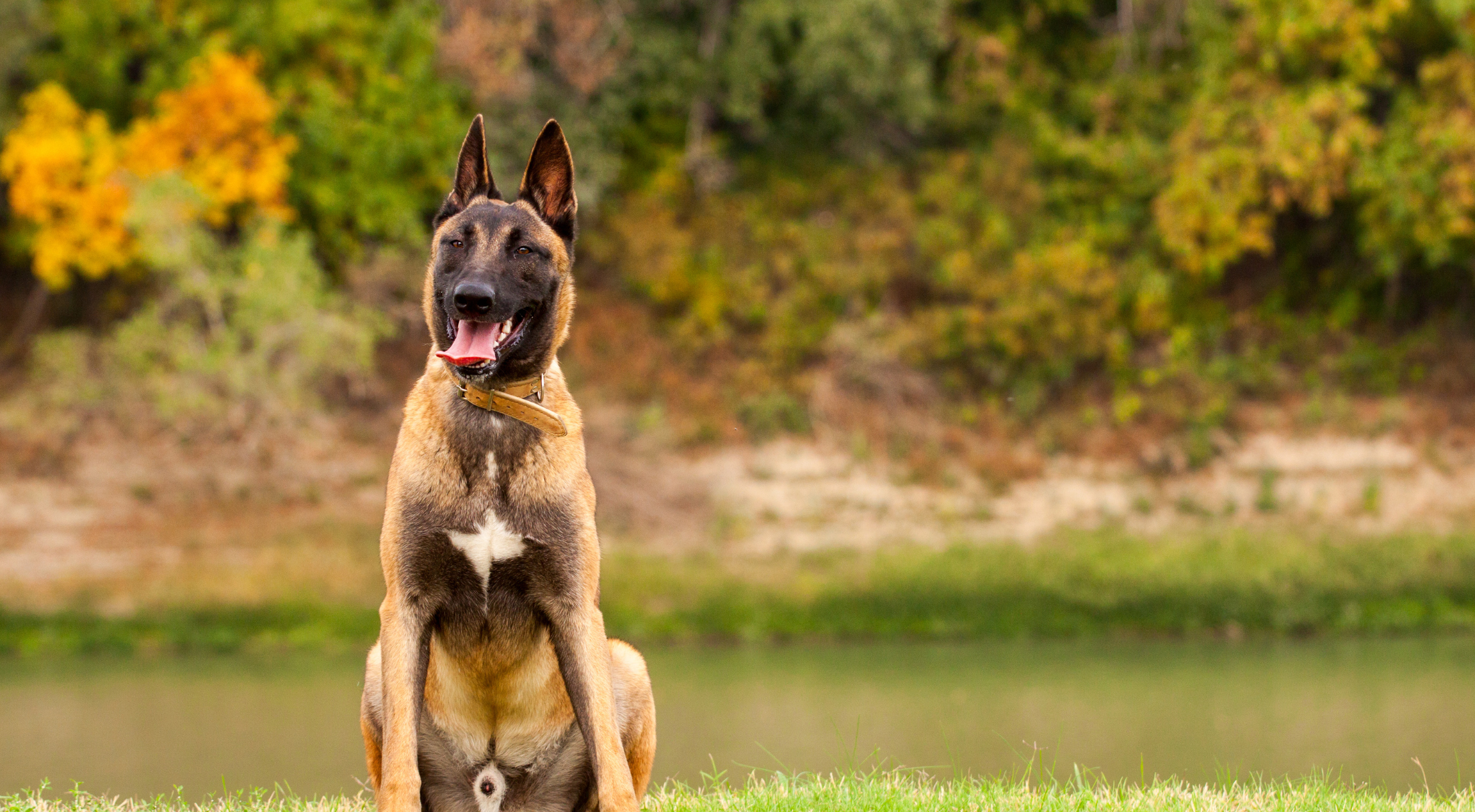 Belgian Malinois