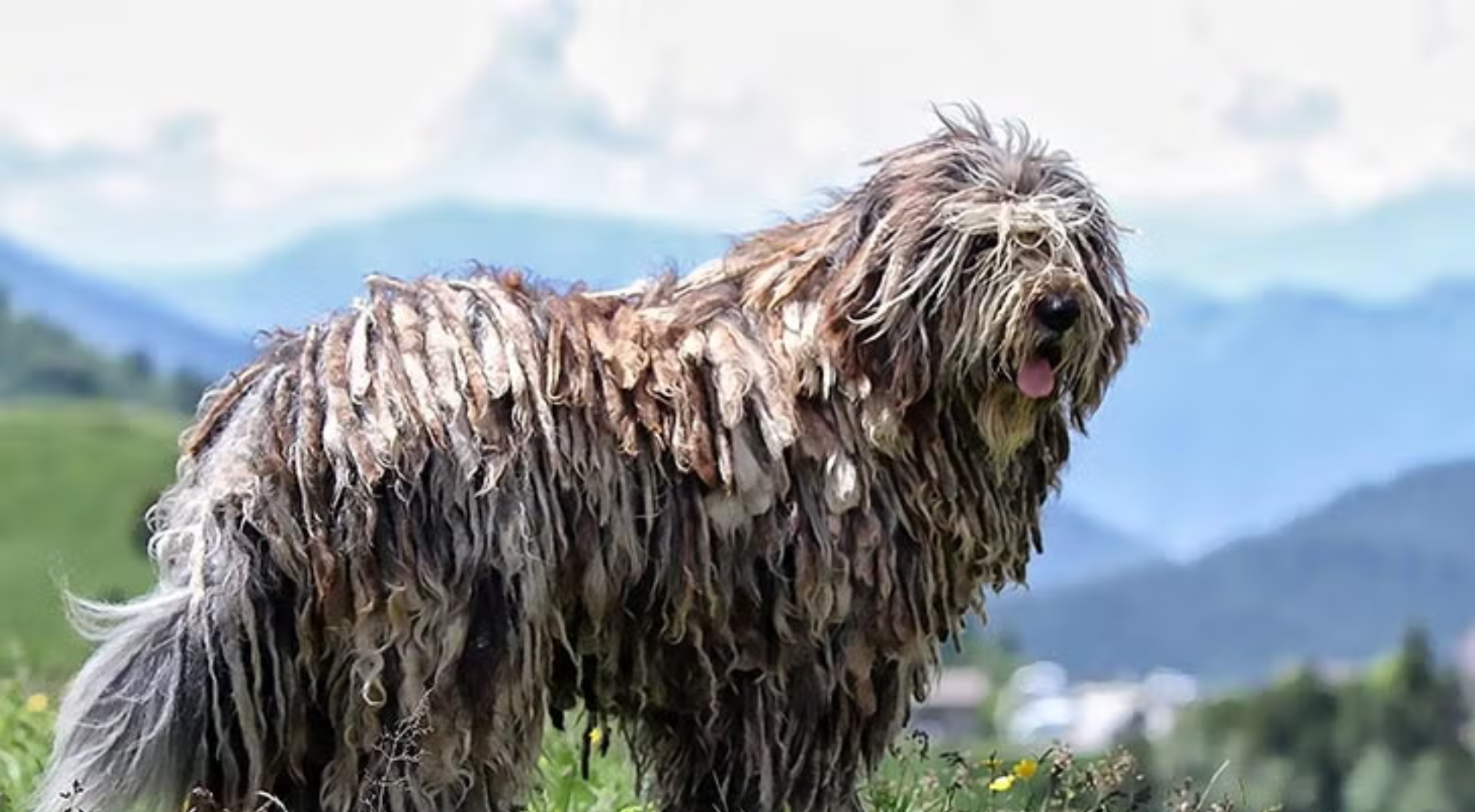 What is the best dog food for Bergamasco?
