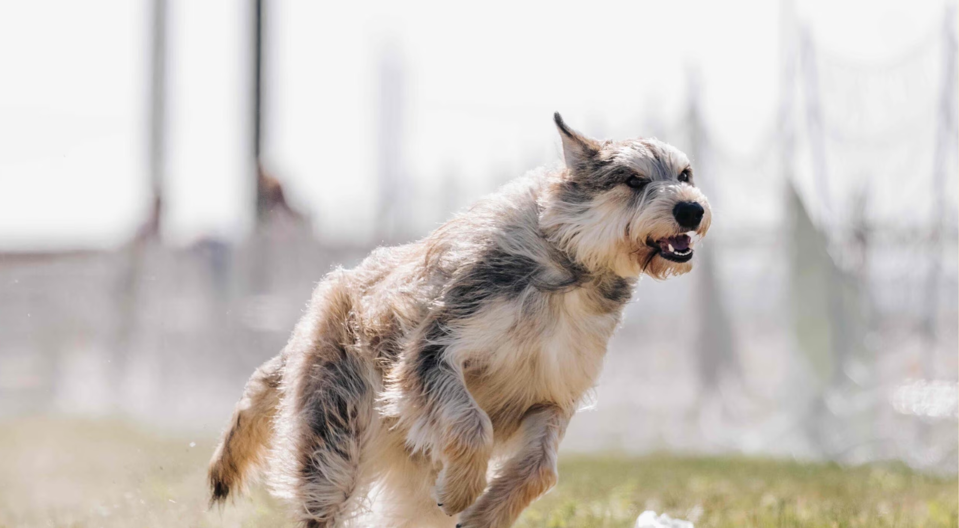 What is the best dog food for a Berger Picard?