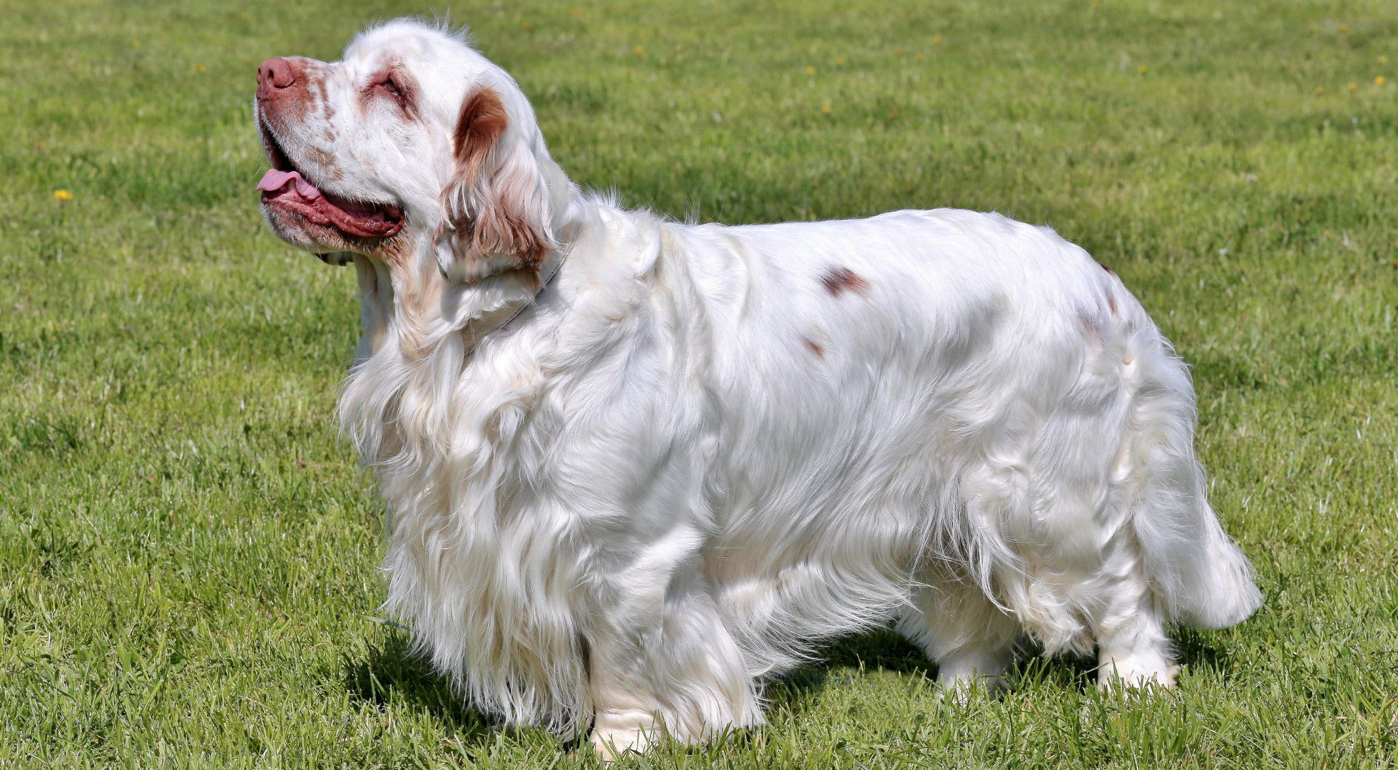 What is the best dog food for a Clumber Spaniel?