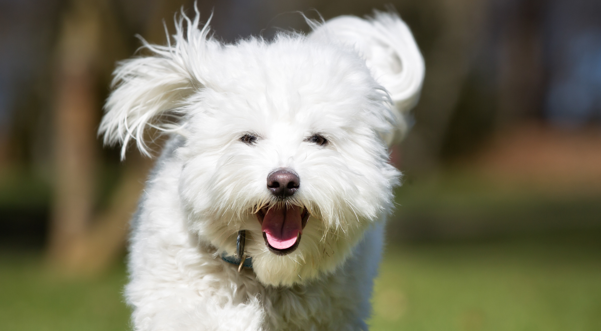 What is the best dog food for a Coton de Tulear?