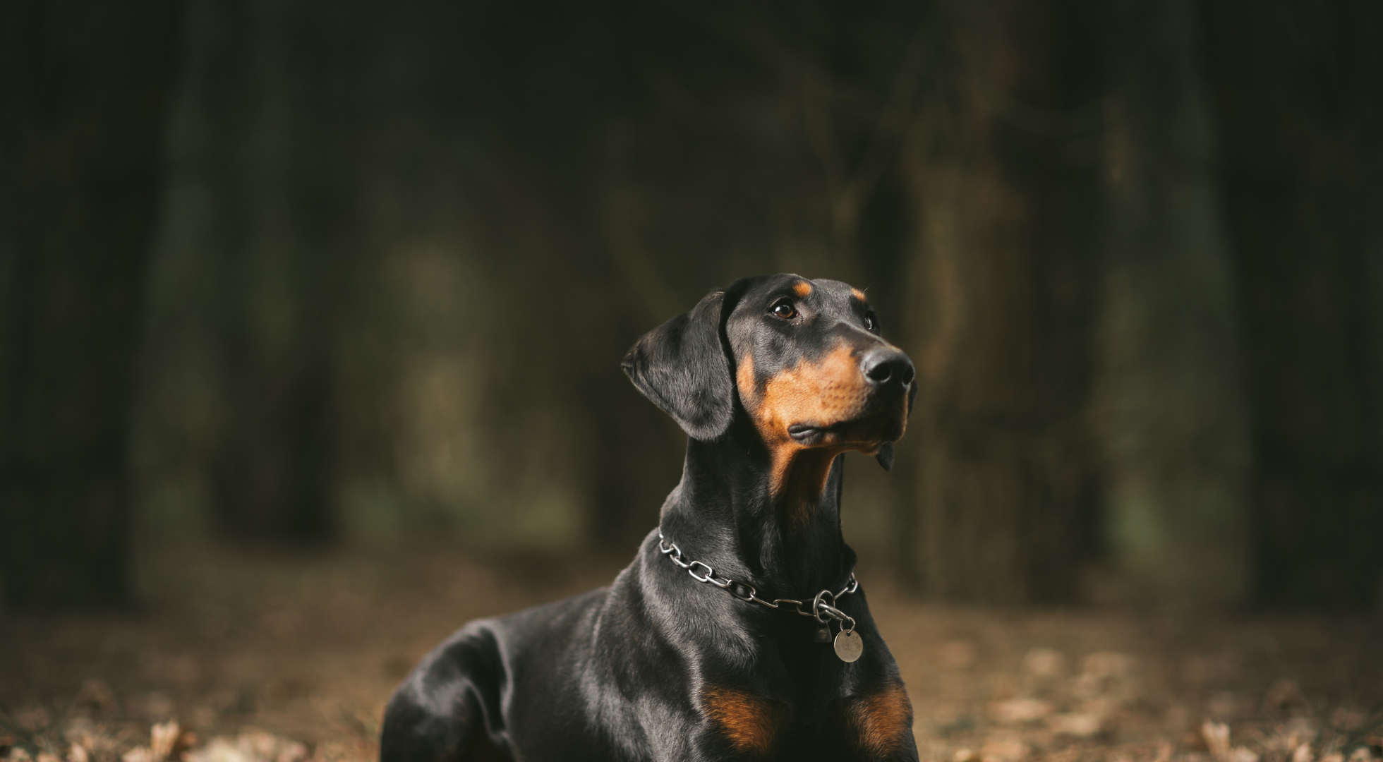 What is the best dog food for a Doberman Pinscher?