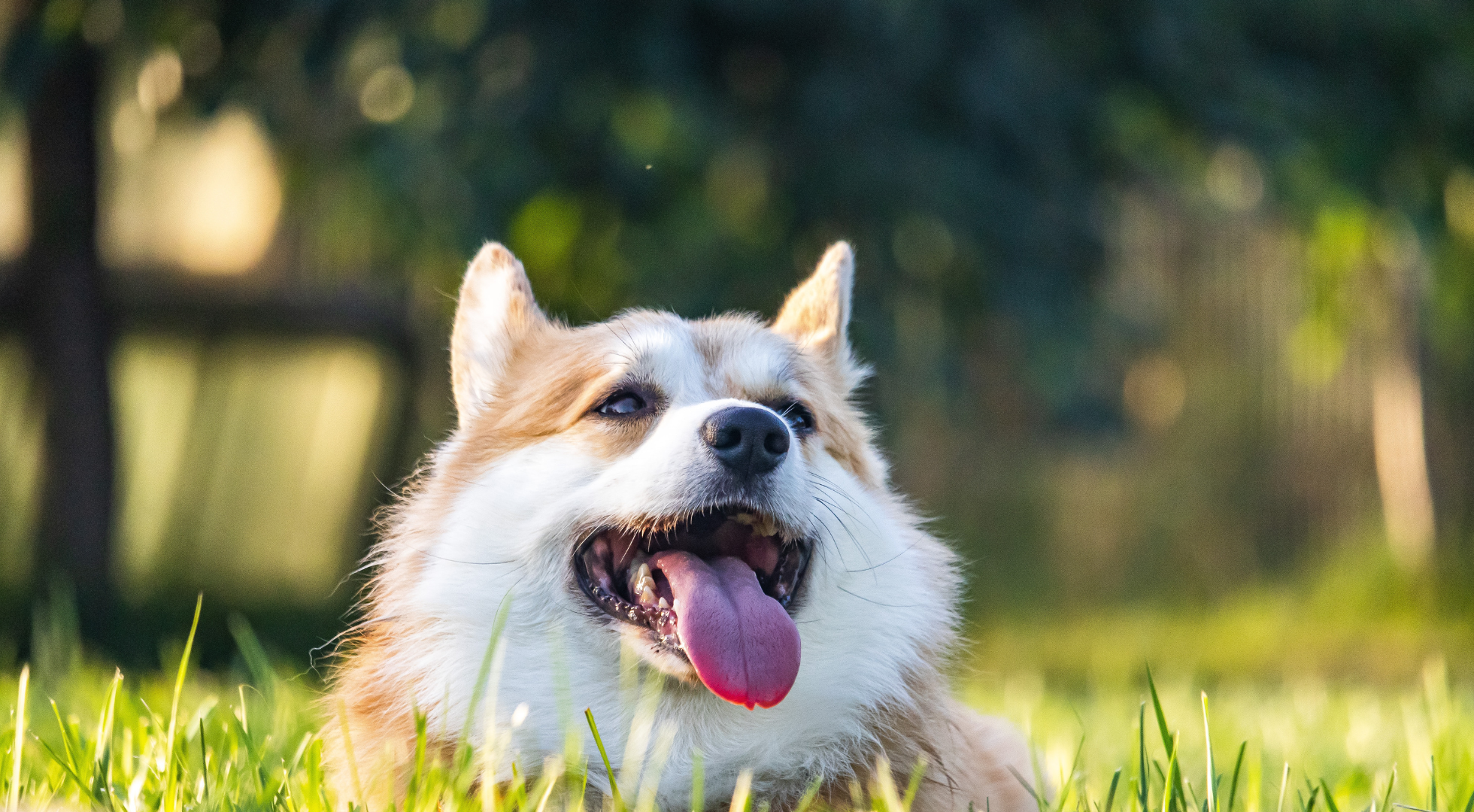 What is the best dog food for a Dorgi?