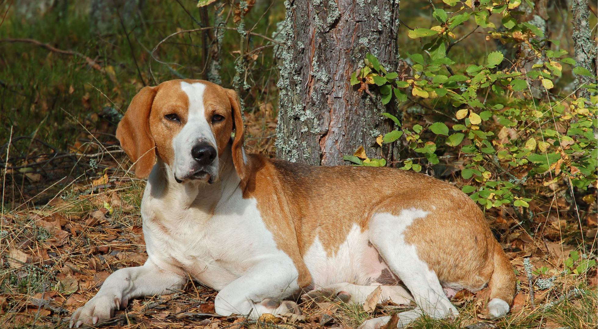 What is the best dog food for an English Foxhound?