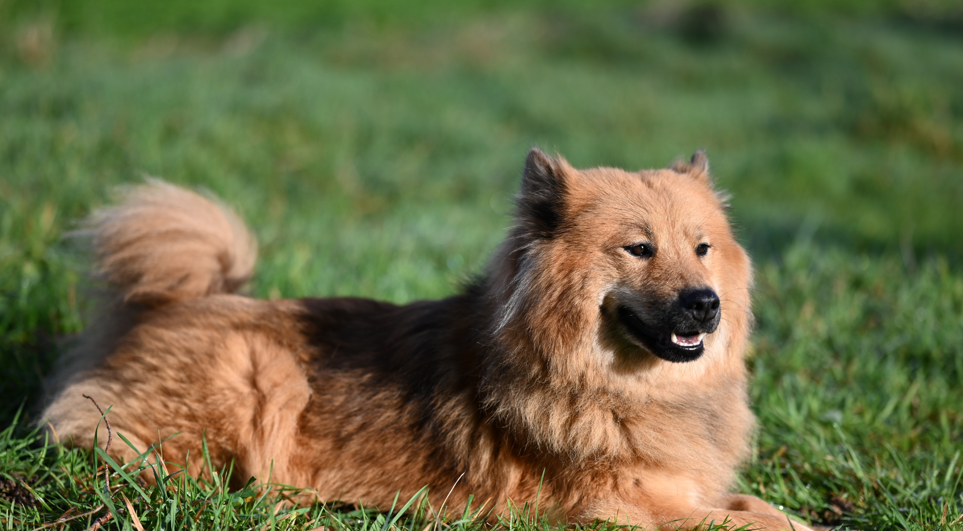 What is the best dog food for Eurasier?