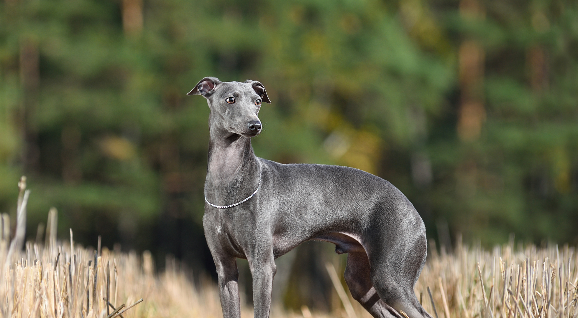 What’s the best dog food for a greyhound?