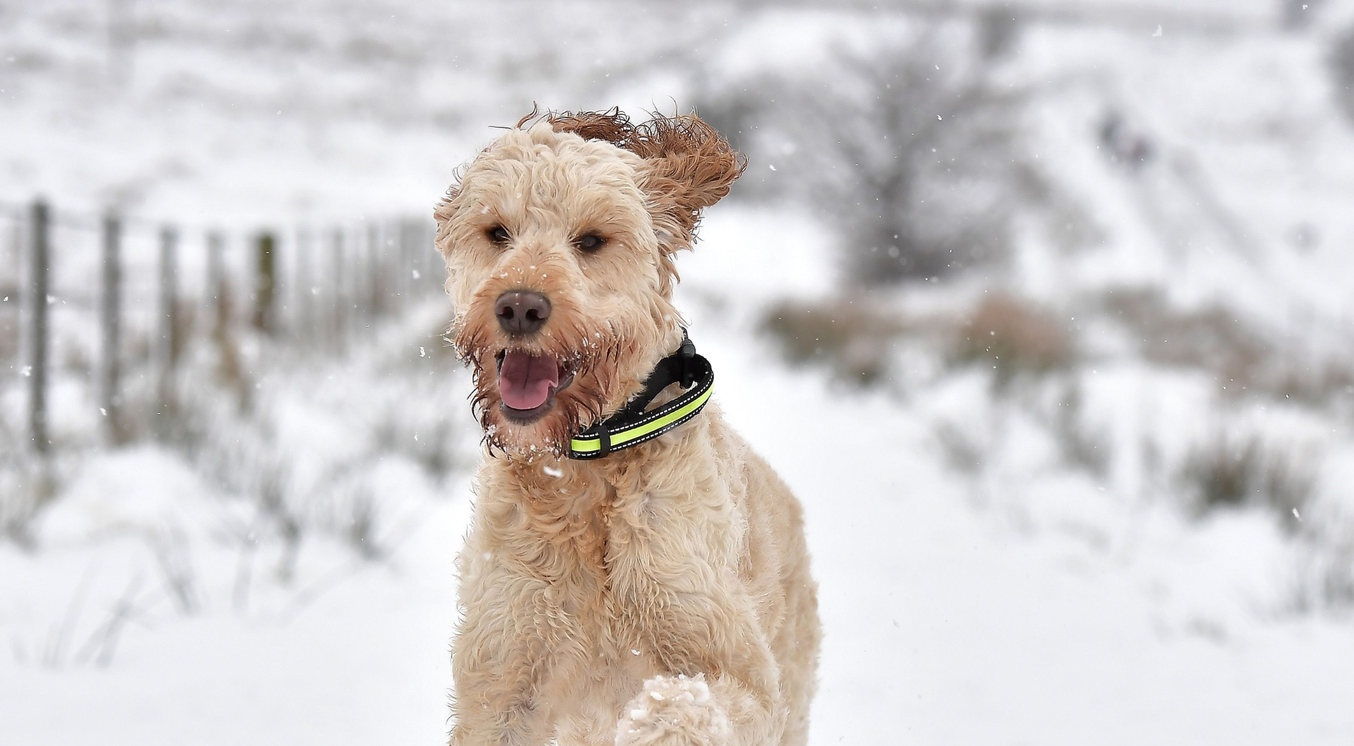 What’s the best dog food for an Irish Doodle?