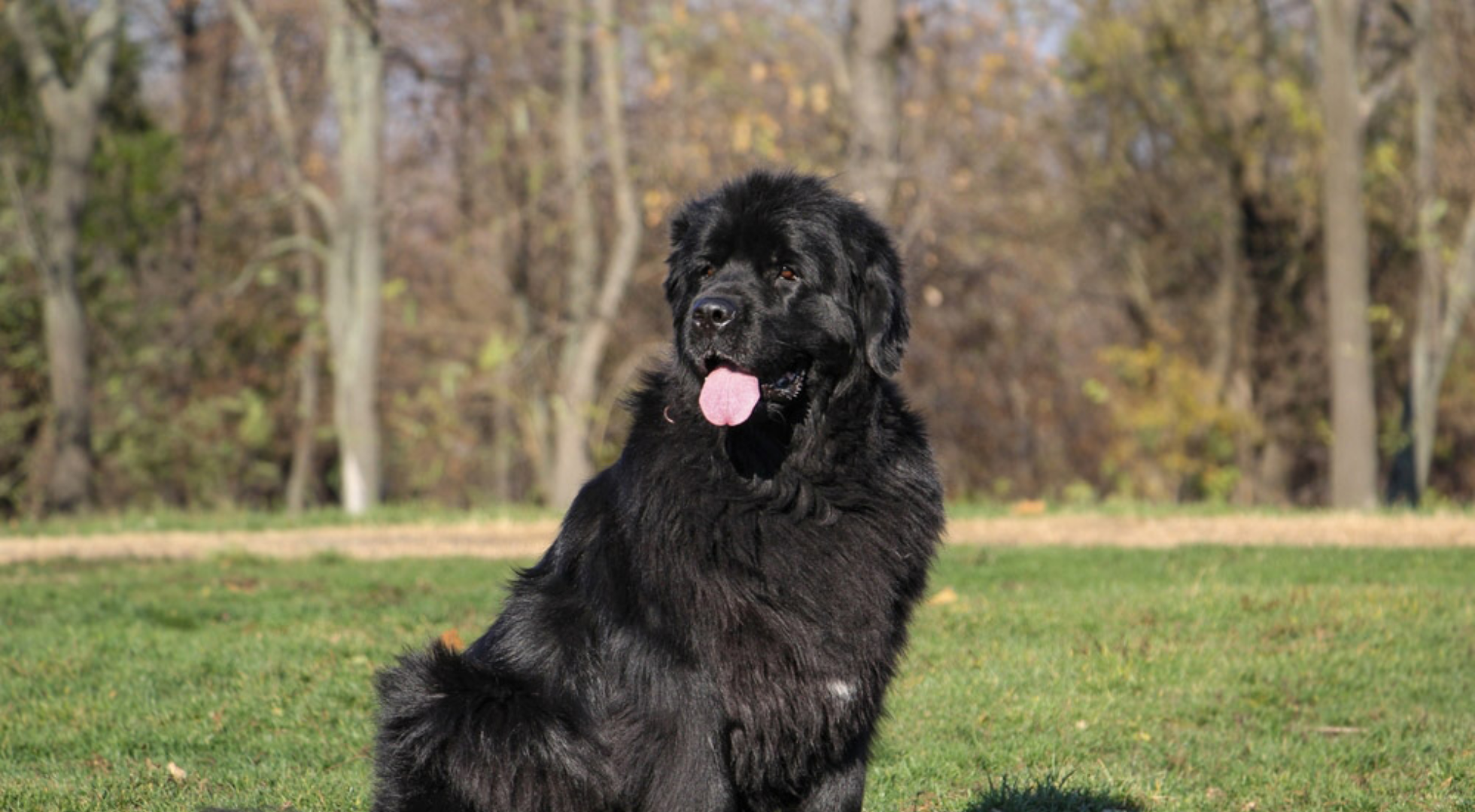 What’s the best dog food for a Newfoundland?