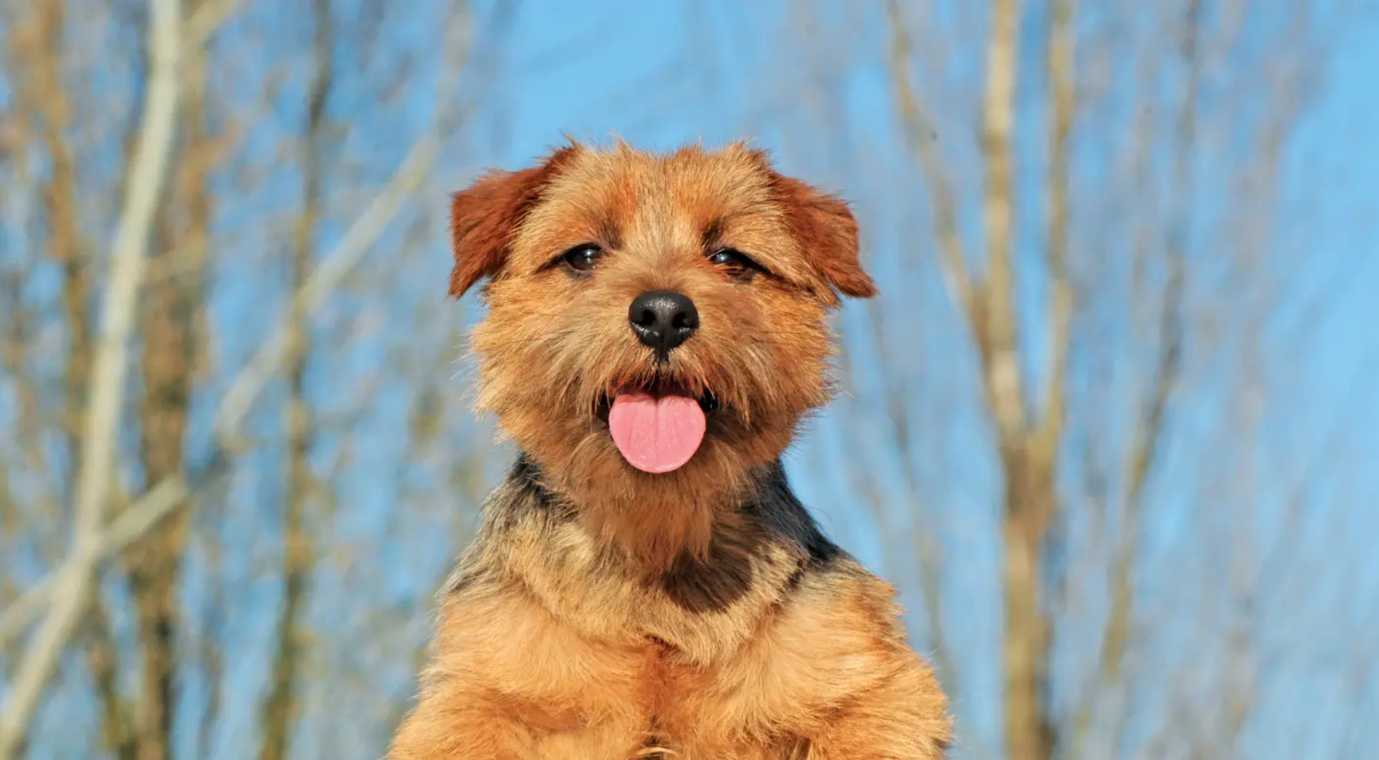 What is the best dog food for a Norfolk Terrier?