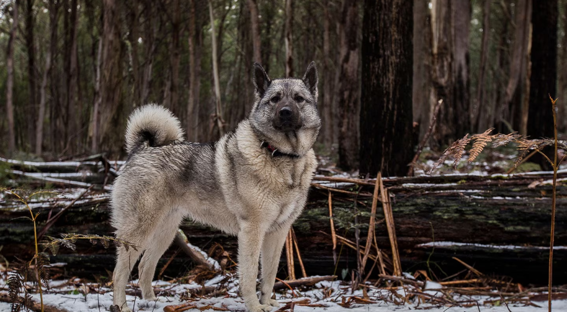 What is the best dog food for a Norwegian Elkhound?