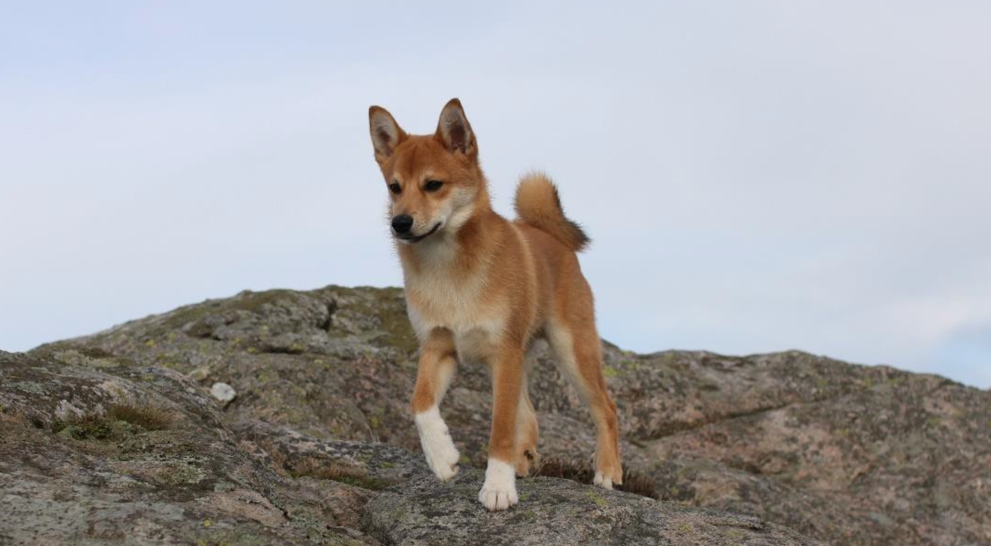 What’s the best dog food for a Norwegian Lundehund?
