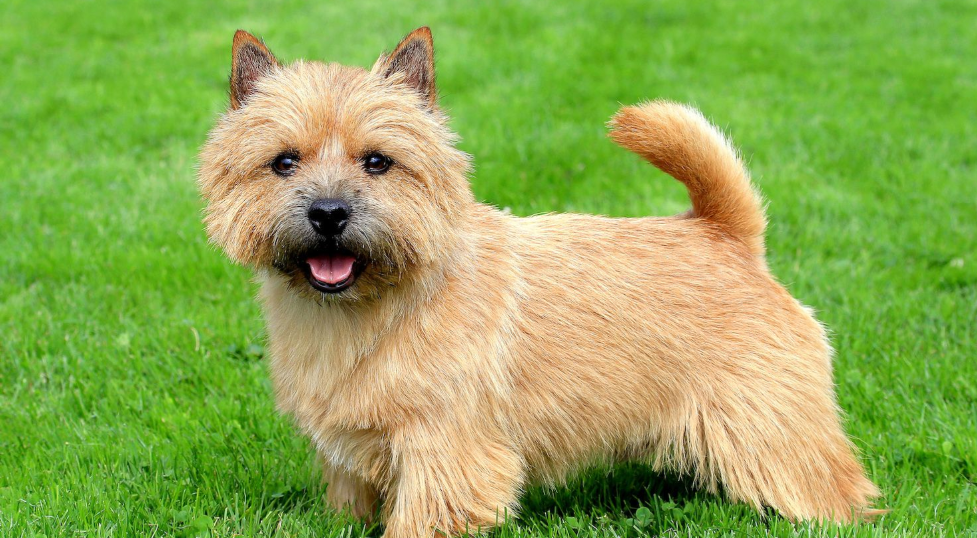 What is the best dog food for a Norwich Terrier?