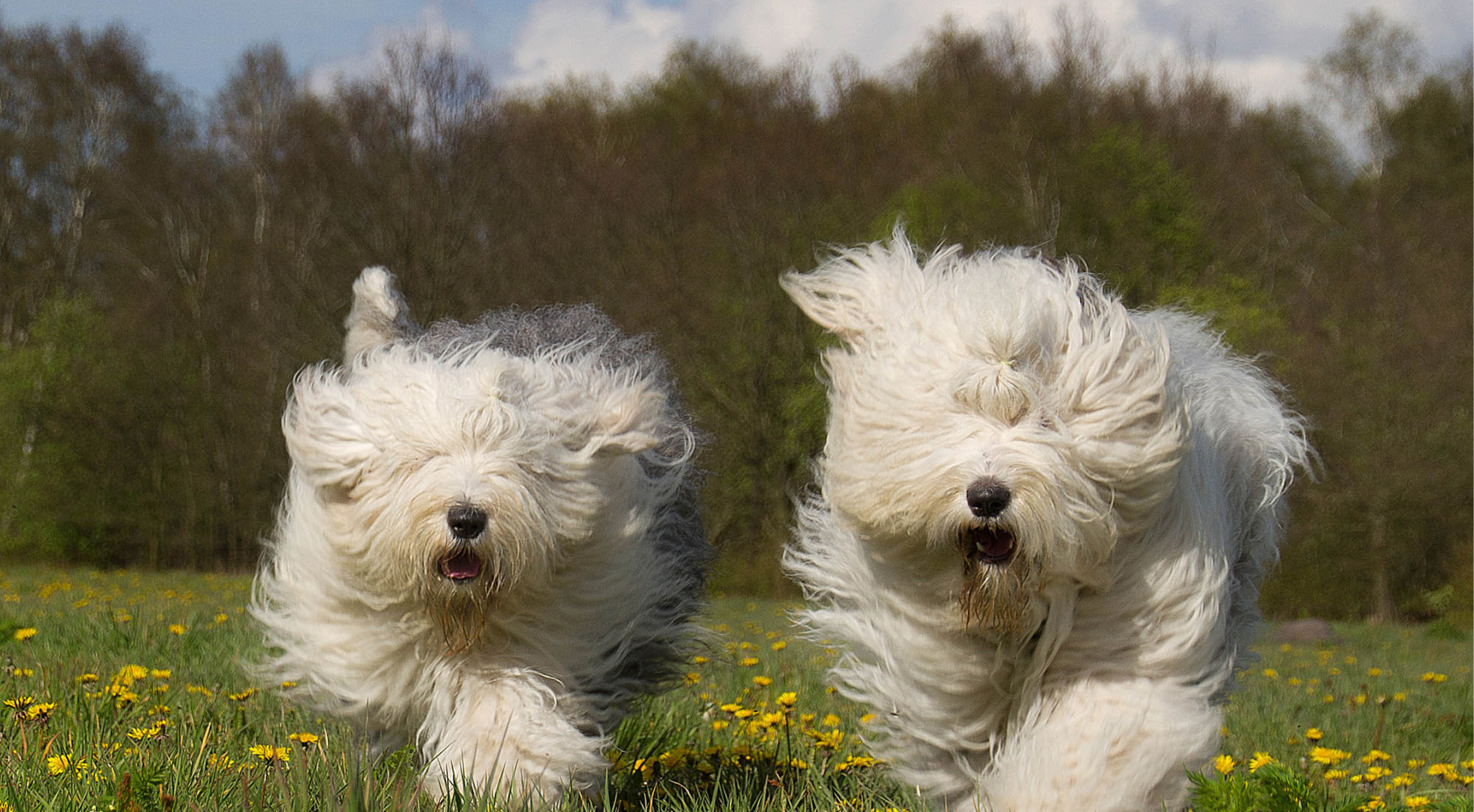 What’s the best dog food for an Old English Sheepdog?