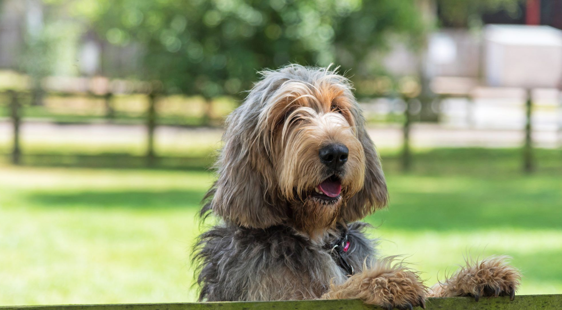What’s the best dog food for an Otterhound?