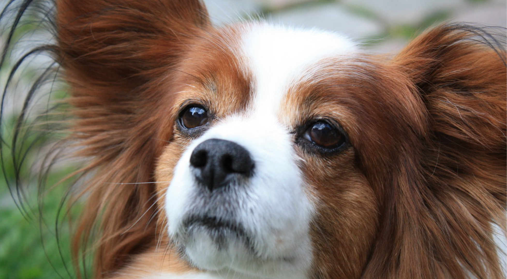 What’s the best dog food for a Papillon?