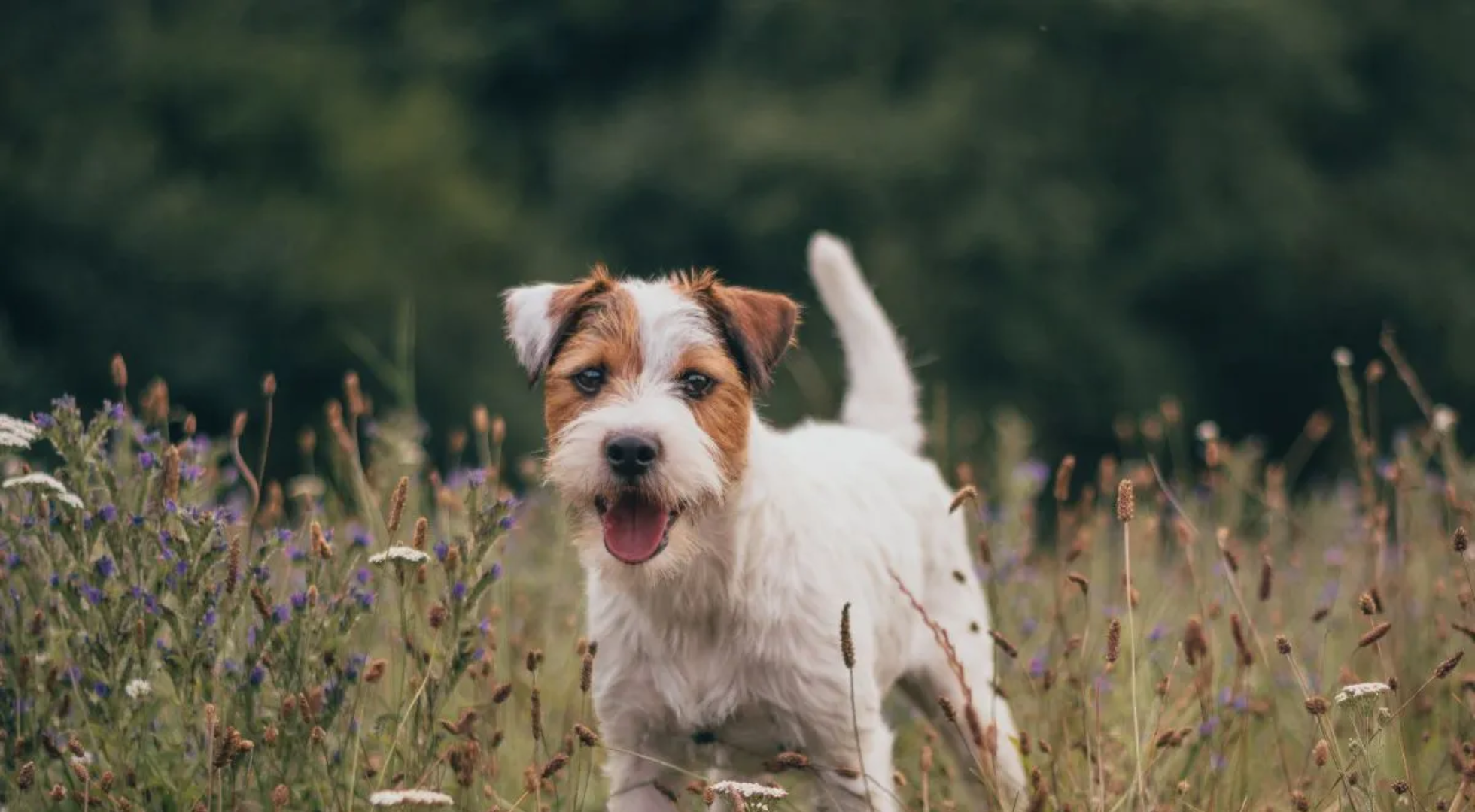 What’s the best dog food for a Parson Jack Russell Terrier?