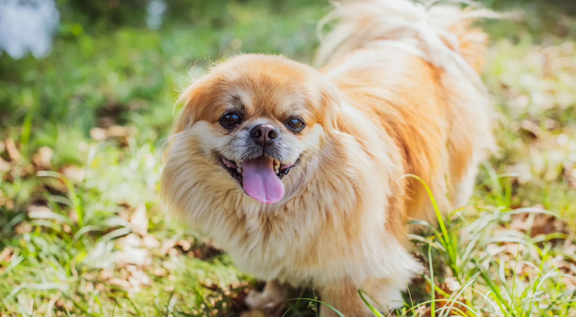 What is the best dog food for a Pekingese?