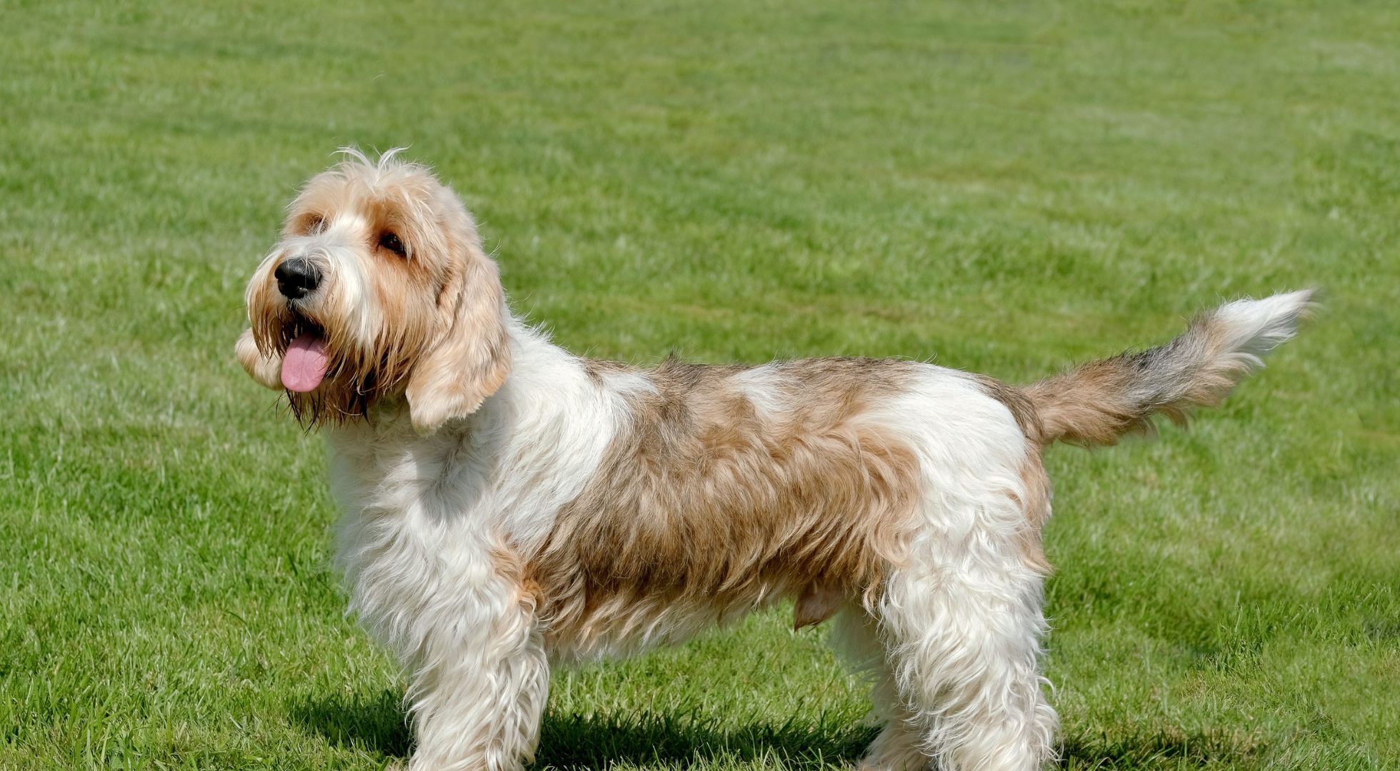 What’s the best dog food for a Petit Basset Griffon Vendéen (PBGV)?