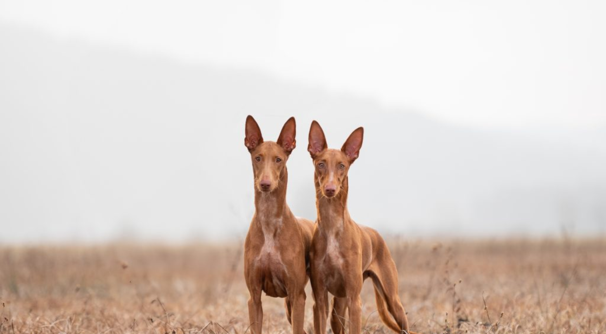 What’s the best dog food for a Pharaoh Hound?